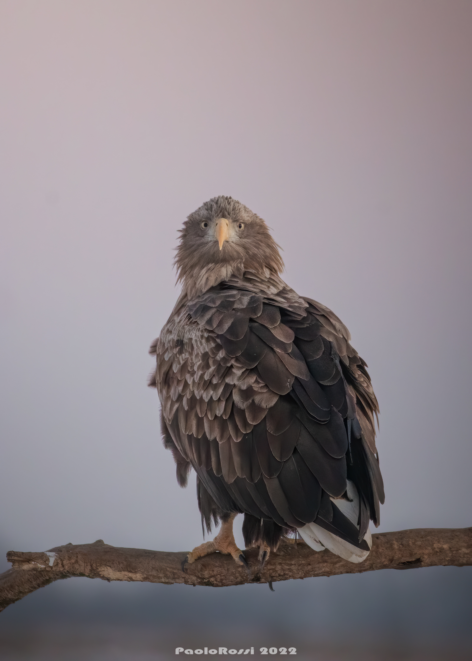 White-tailed eagle at dawn...