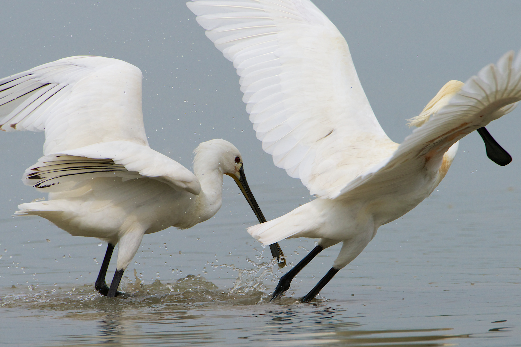 .. the loser begins to break away ..