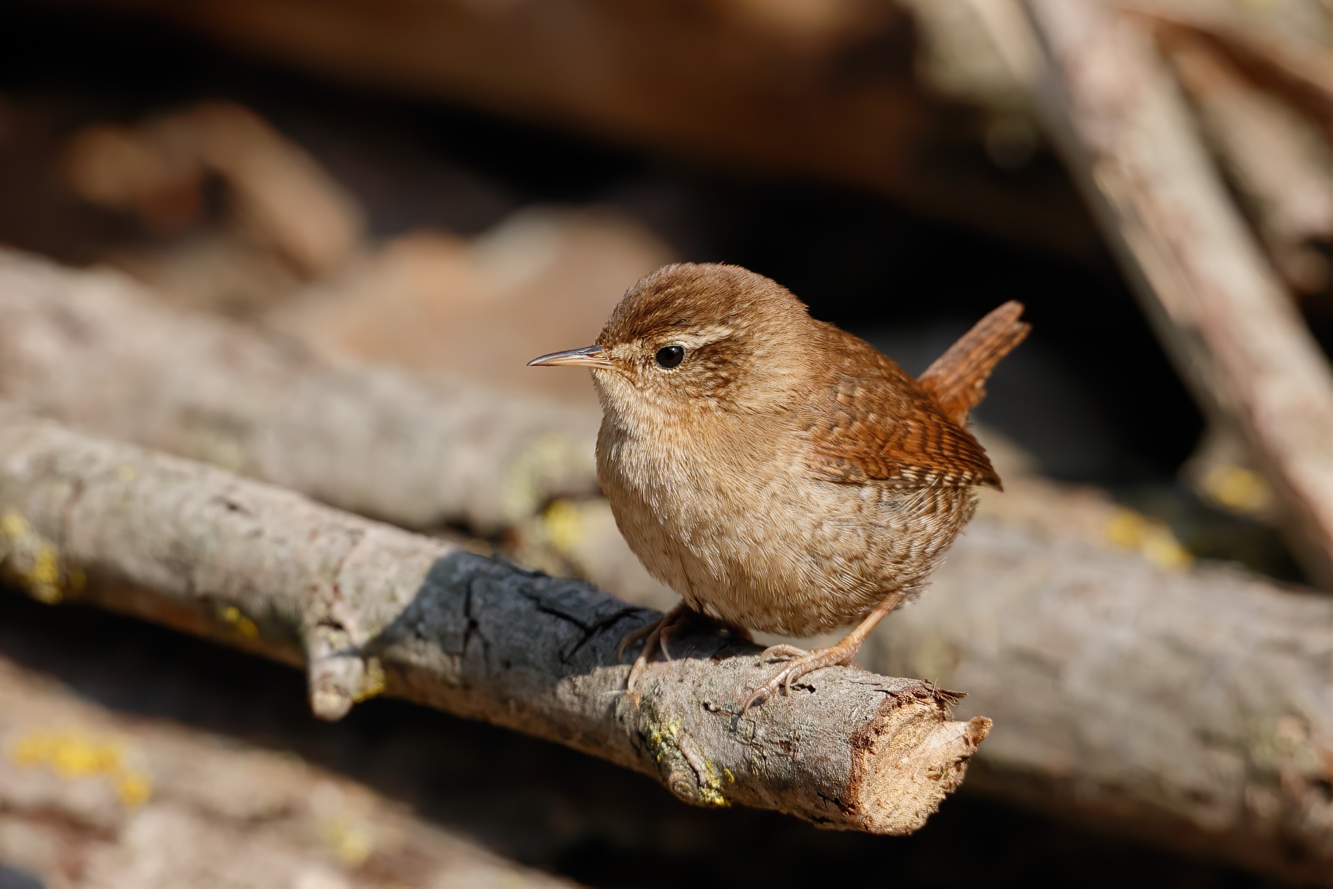 Wren warms up in the early morning sun