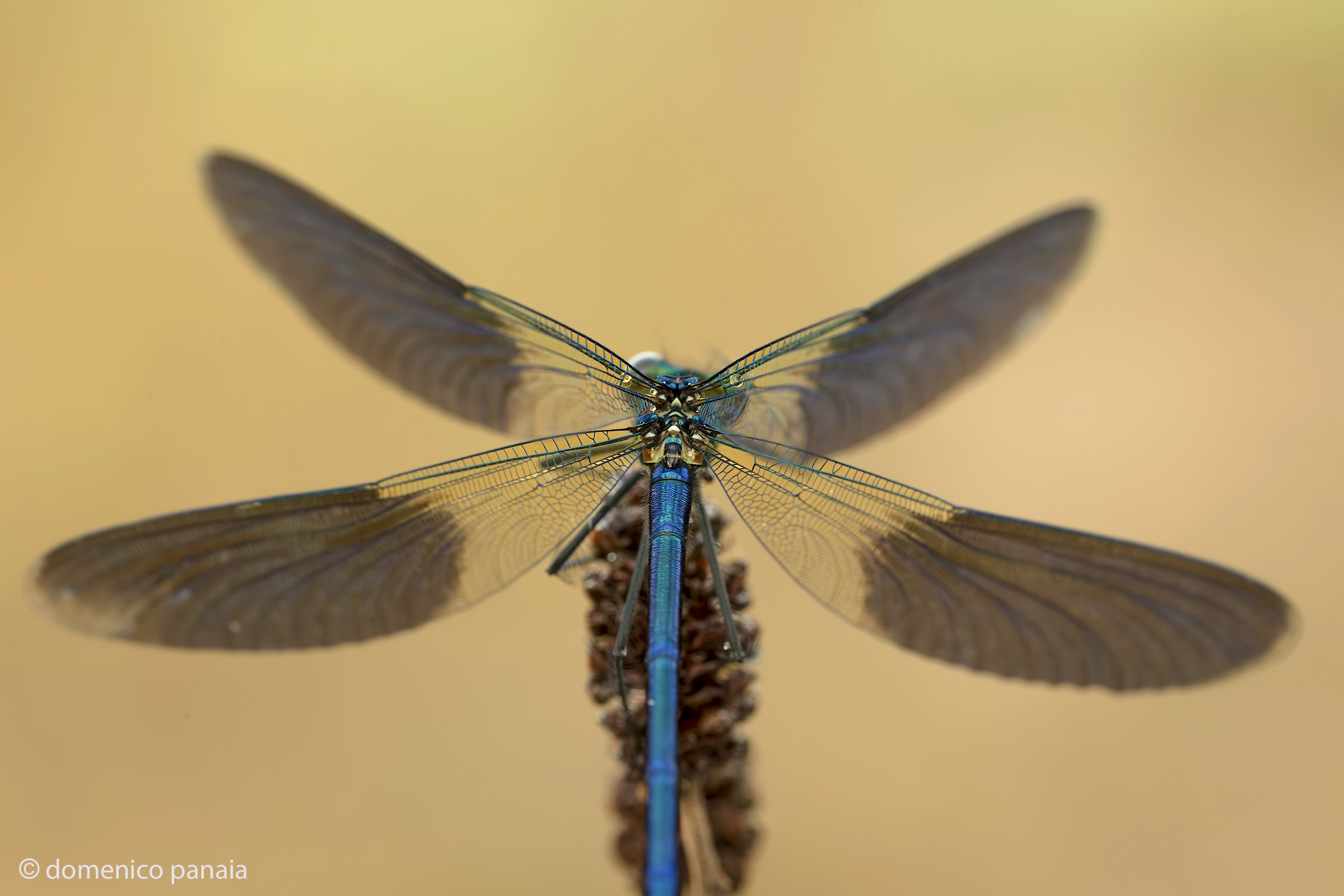 calopteryx splendens male