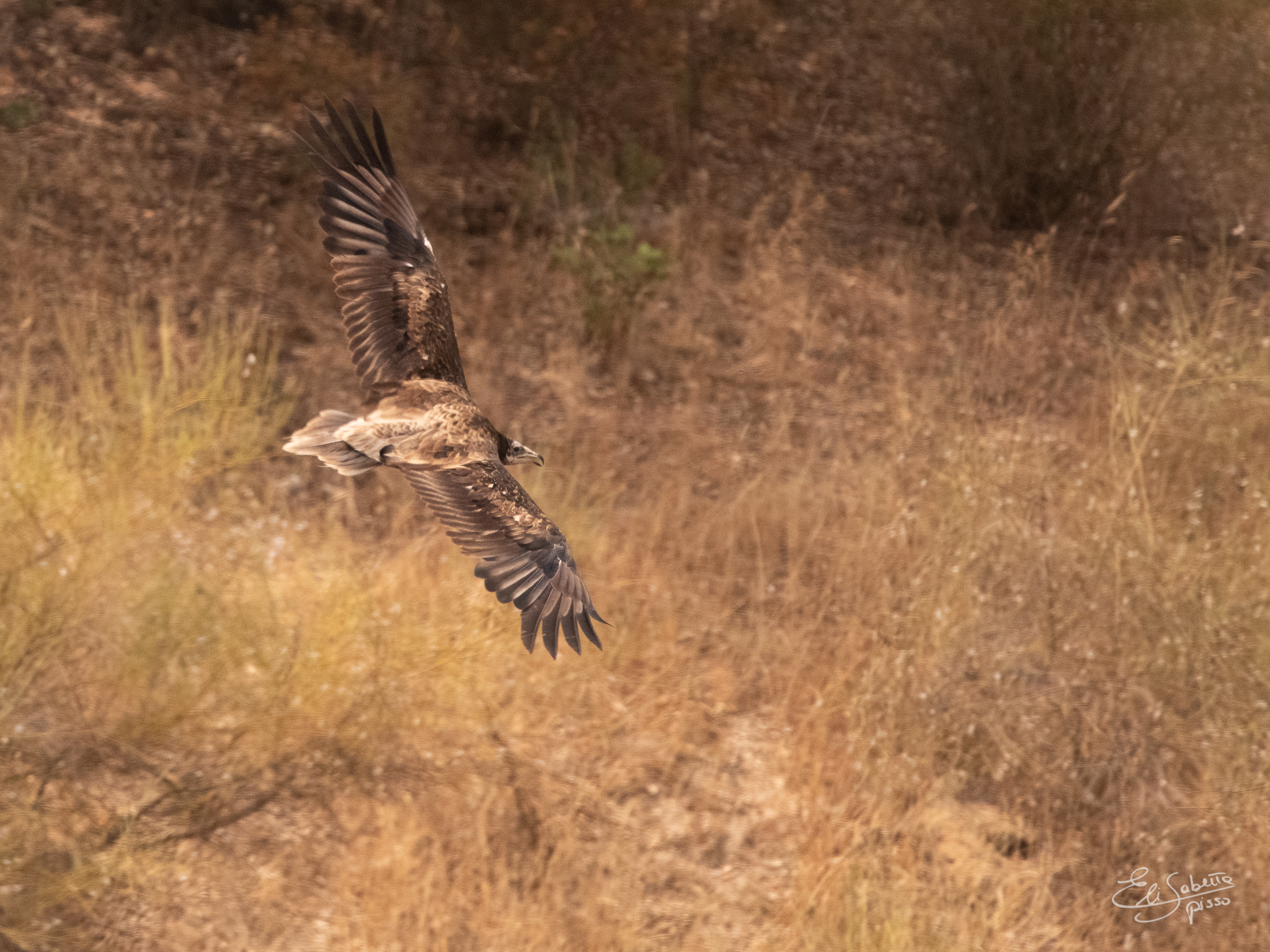 Young man from Egyptian vulture