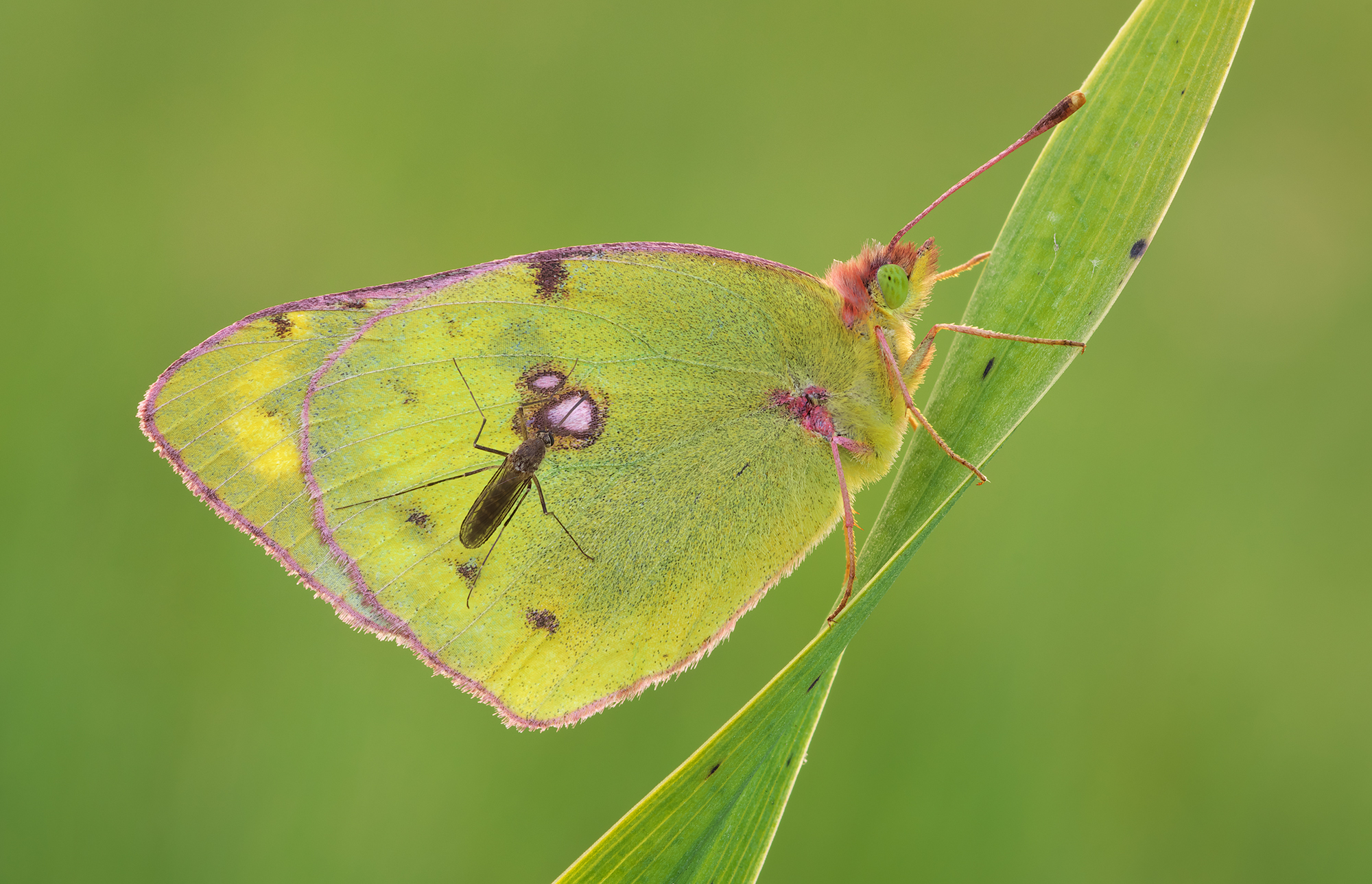 Colias hyale, il giallo pallido e nuvoloso.