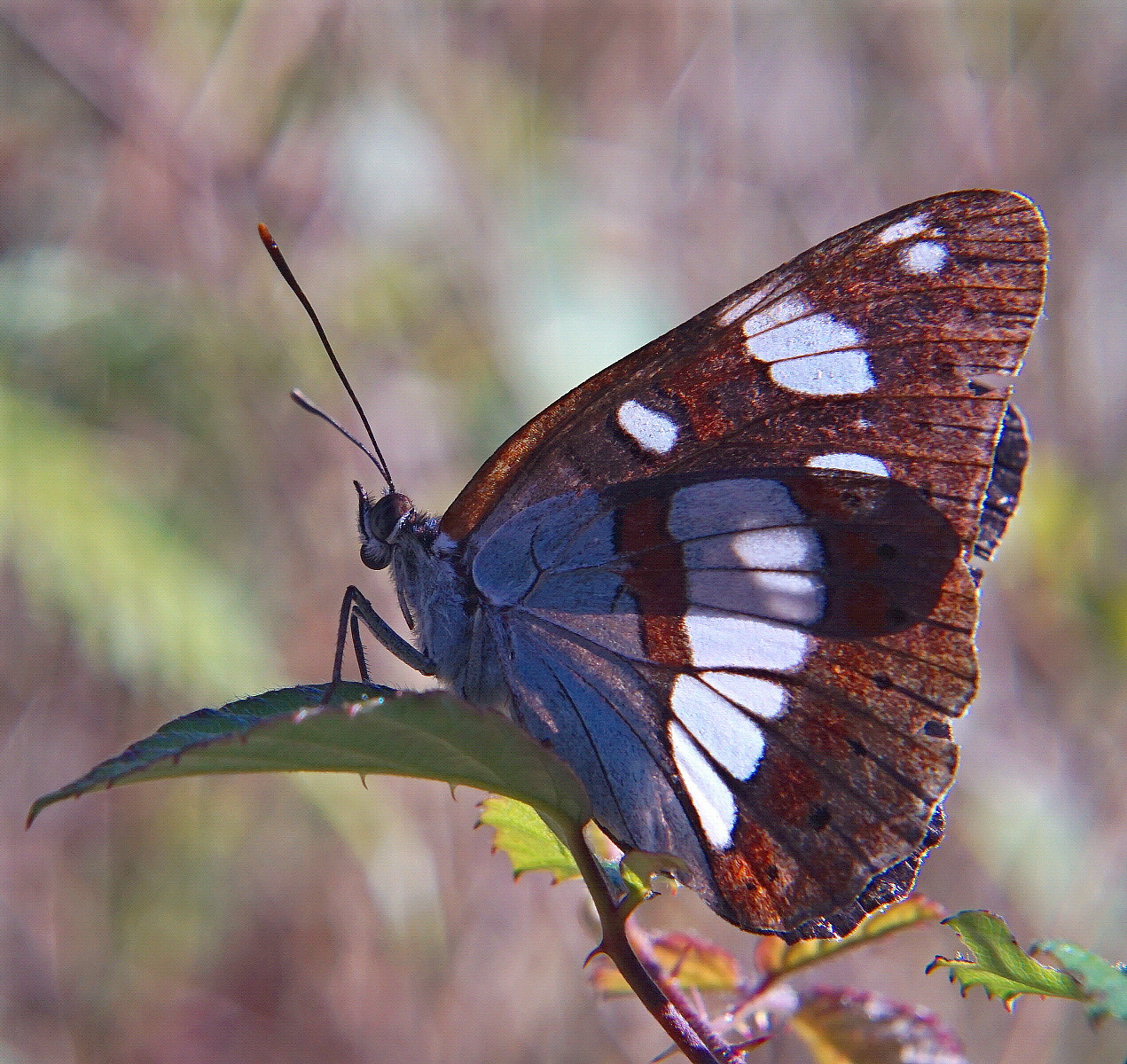 Almost forgetful!