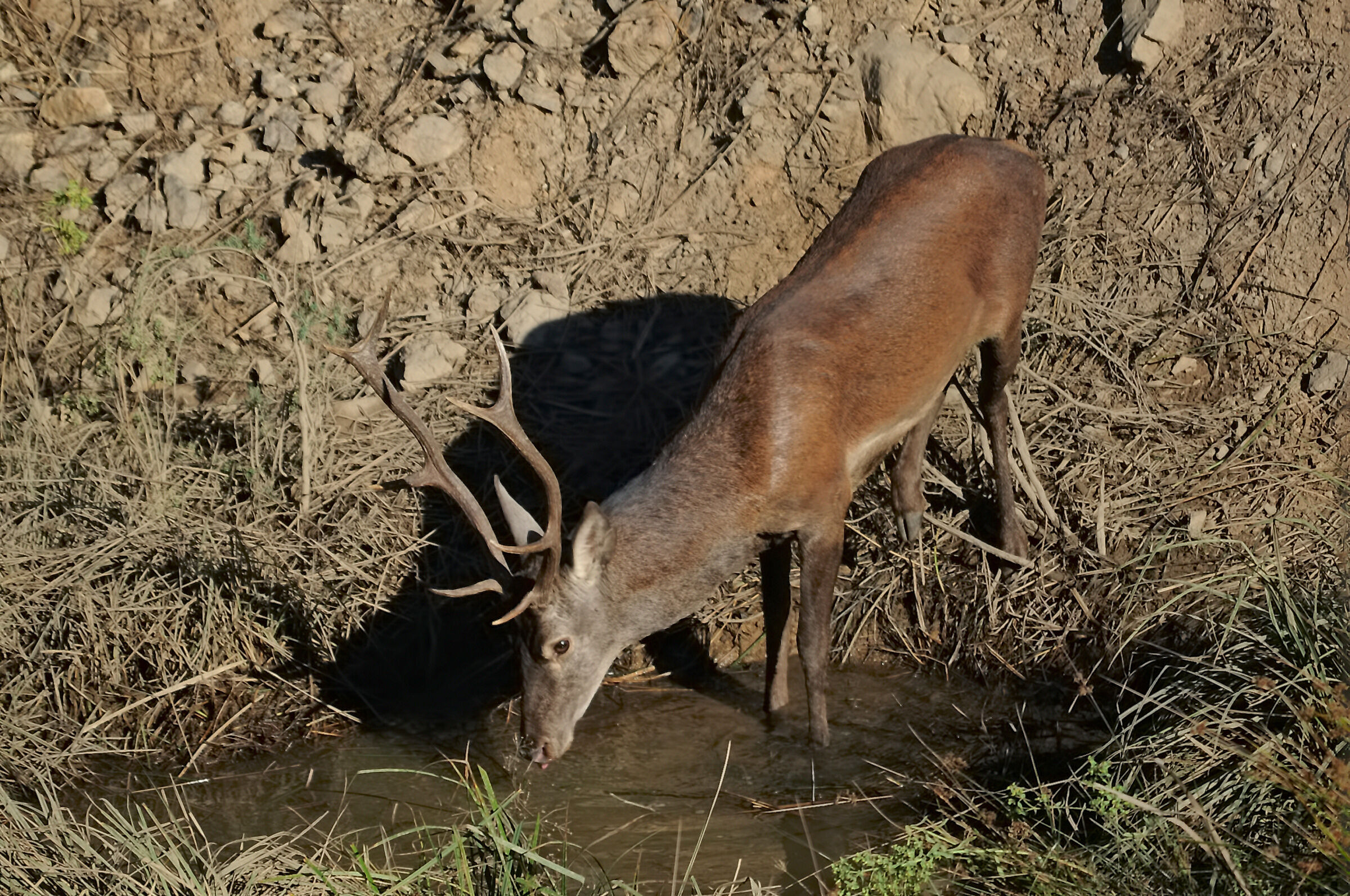 Sardinian deer with a drink
