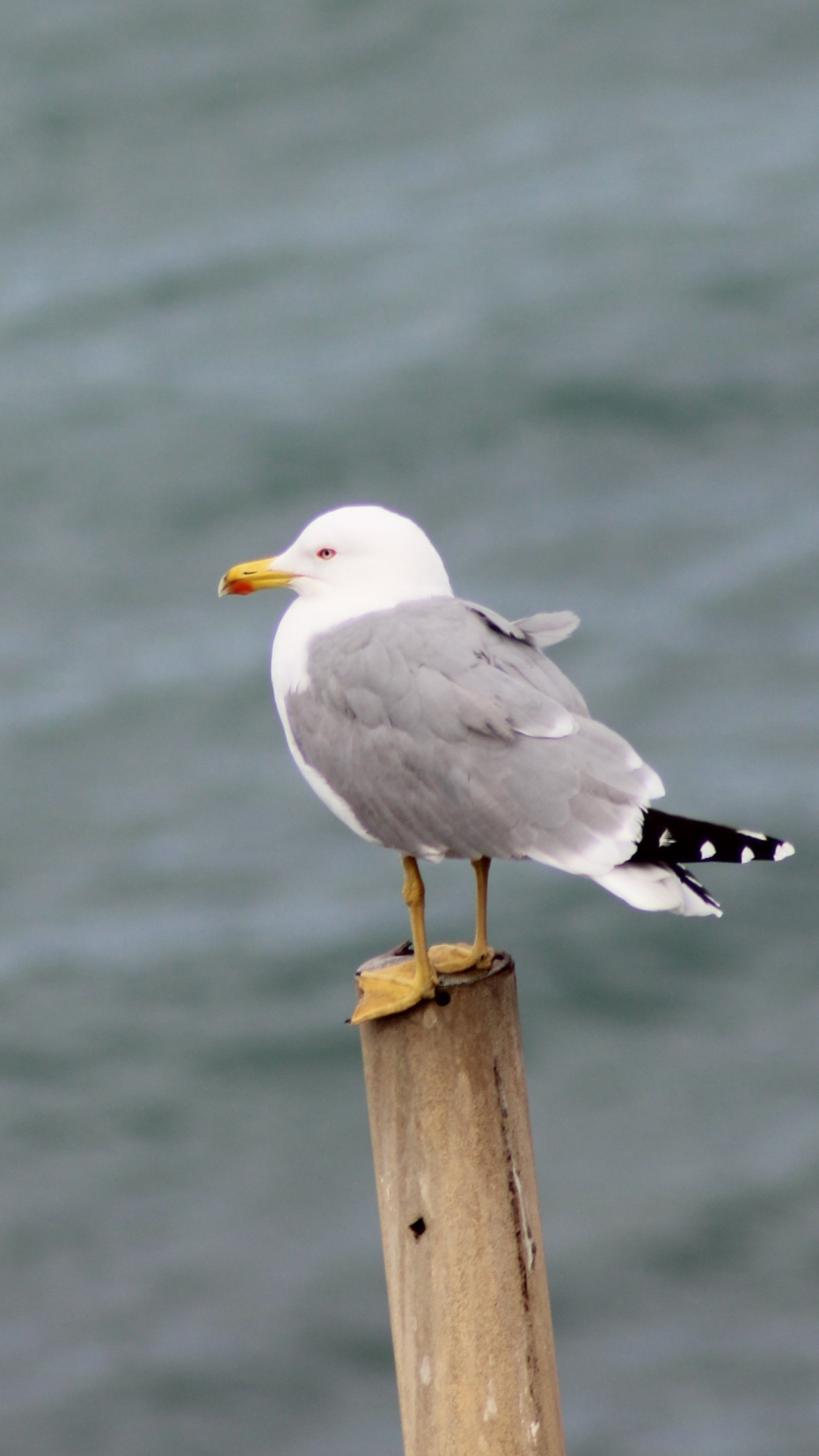 The sound of the sea.