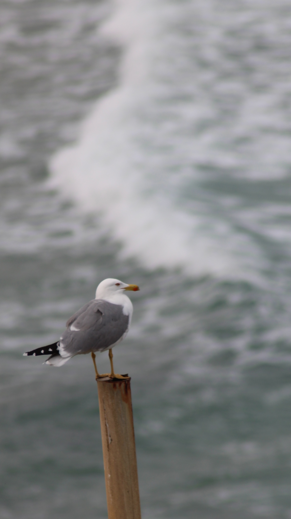The sound of the sea.