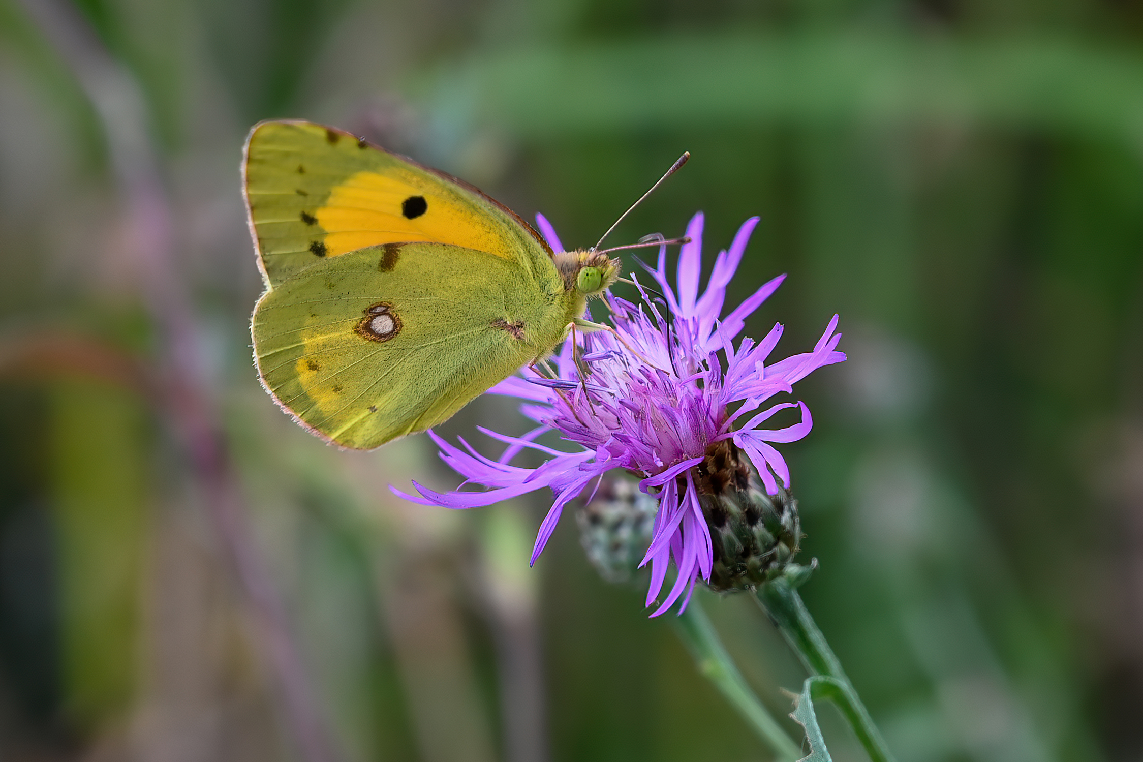 Colias Crocea