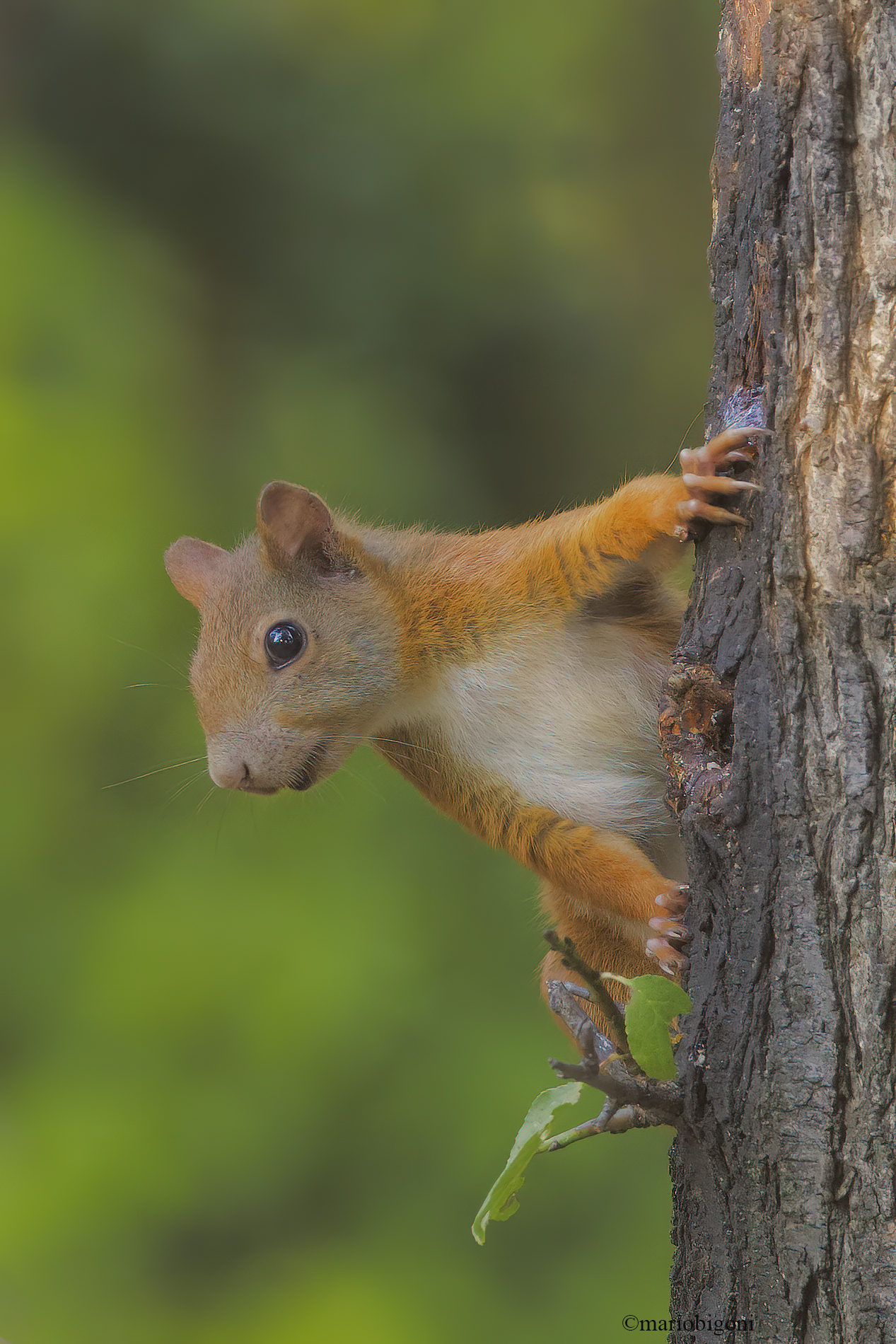 Red squirrel