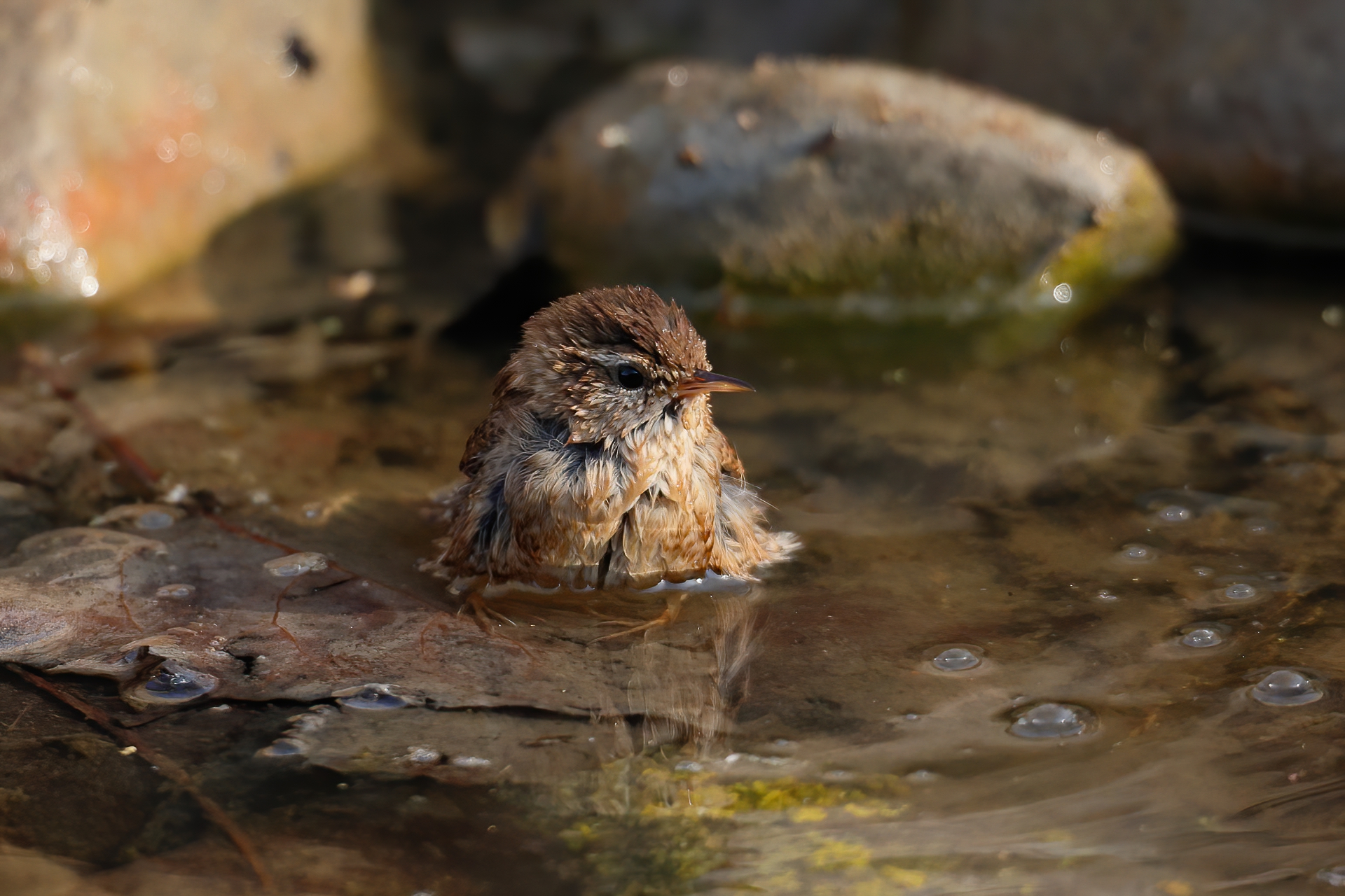 Wren bathes
