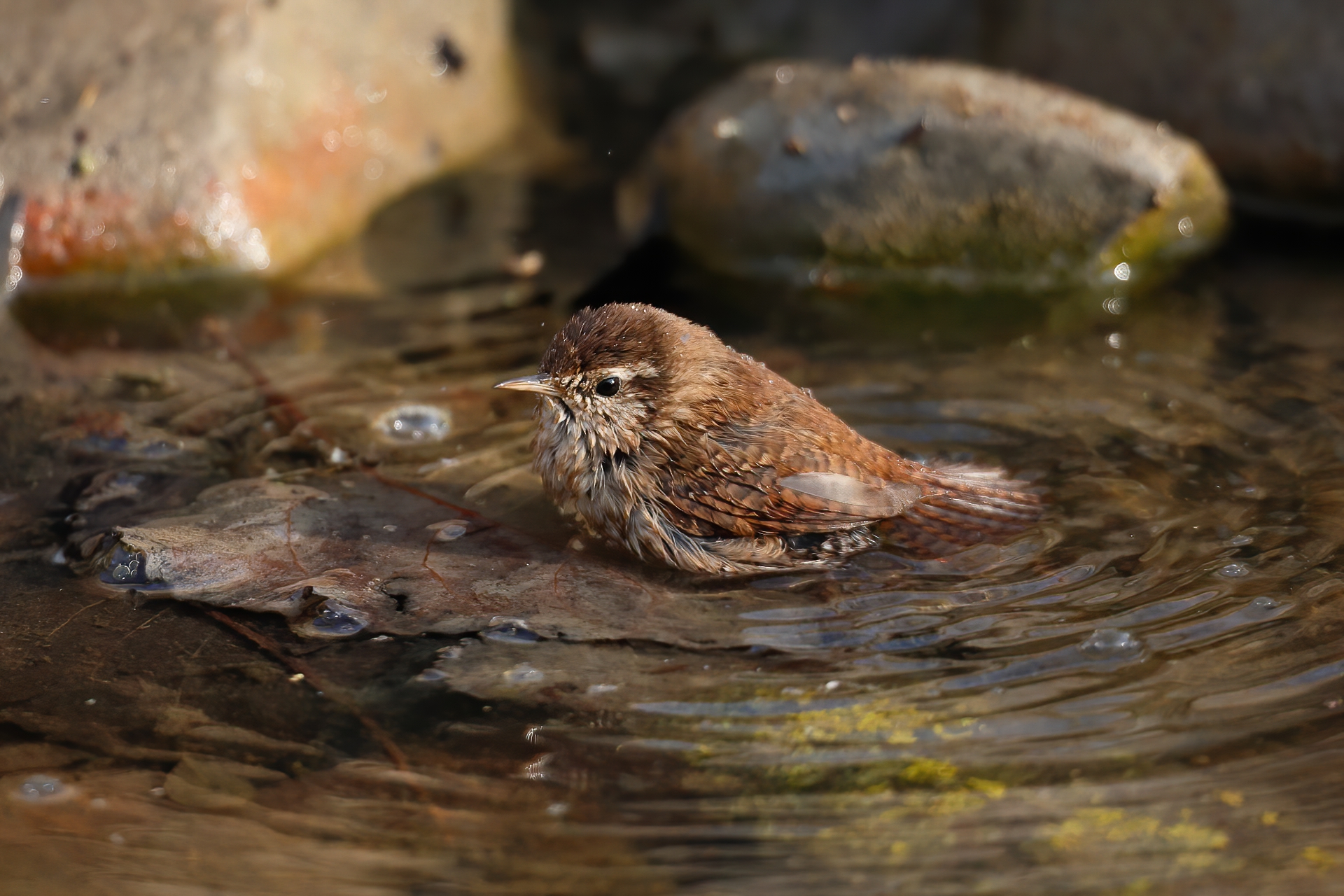 Wren bathes