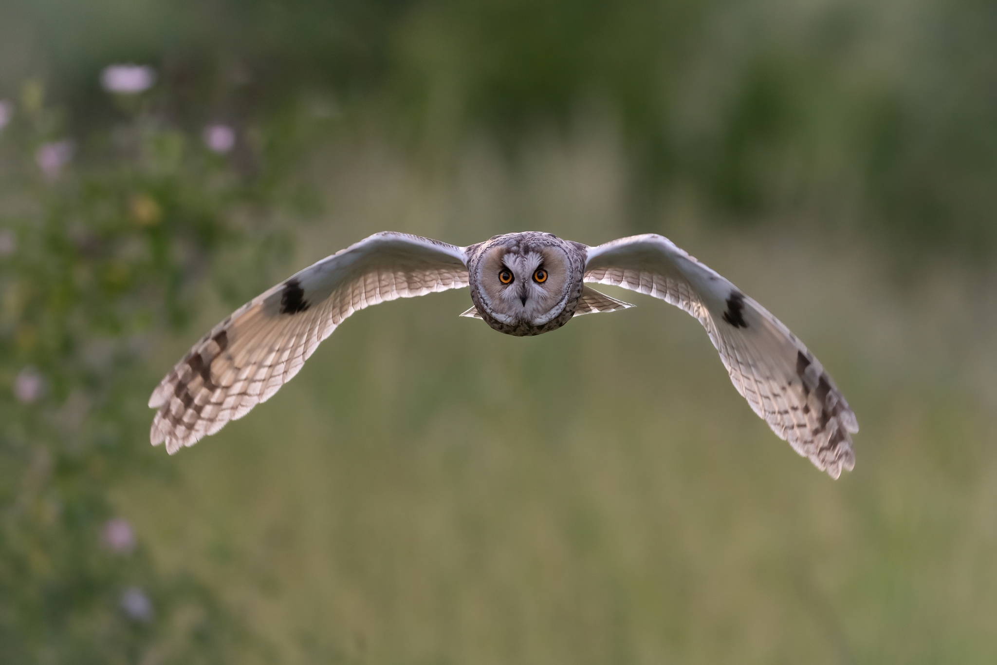 Comune di Gufo (Asio otus)