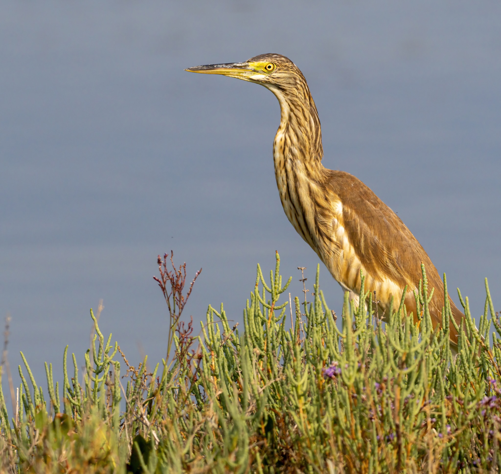 Sgarza ciuffetto (juv.)