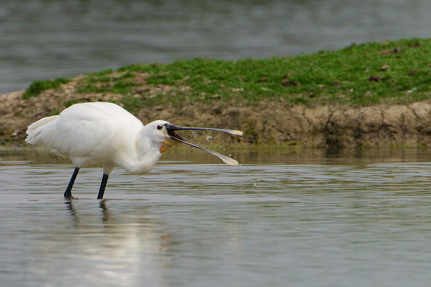 The cacci gave the fruit ..