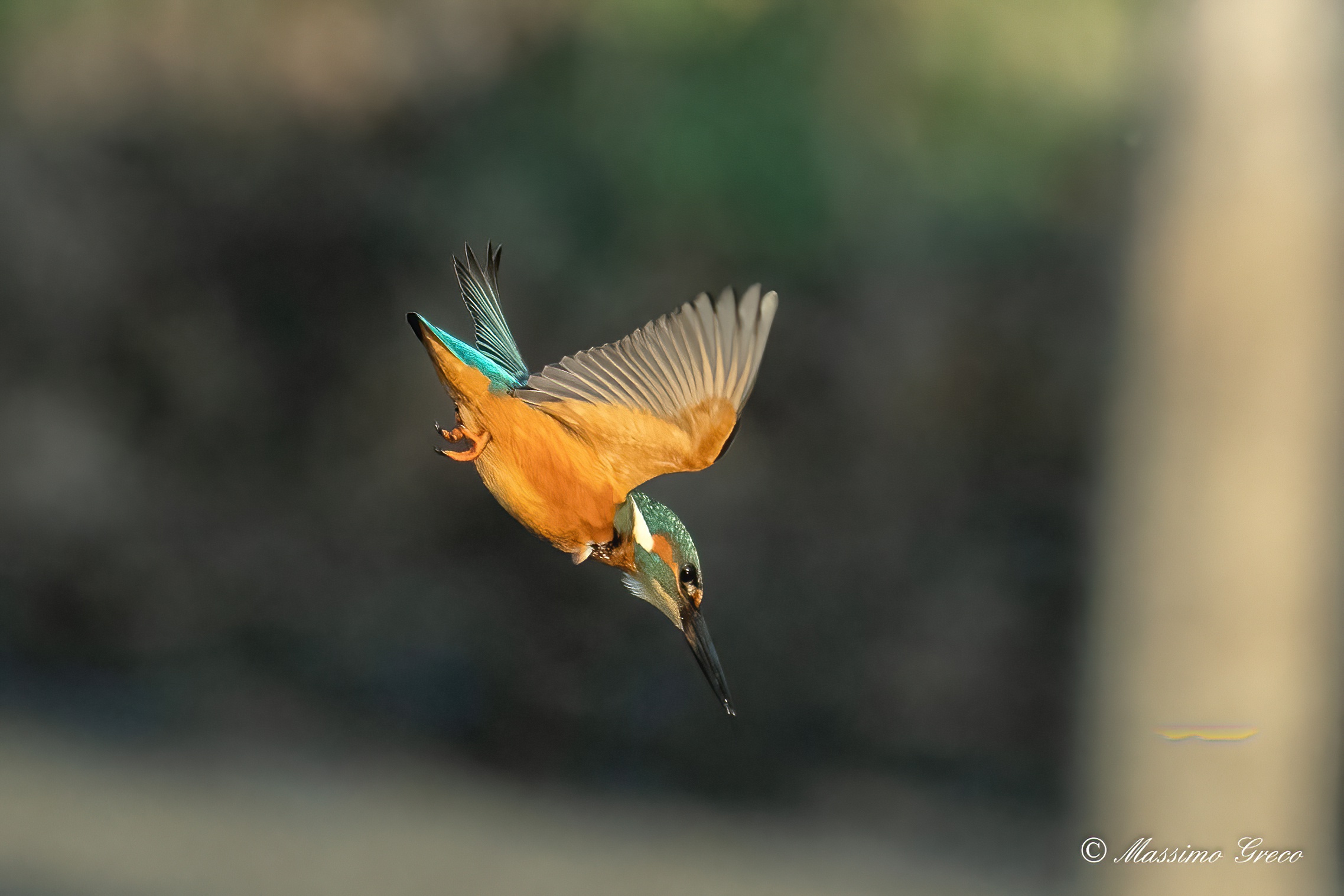 Martin pescatore in tuffo