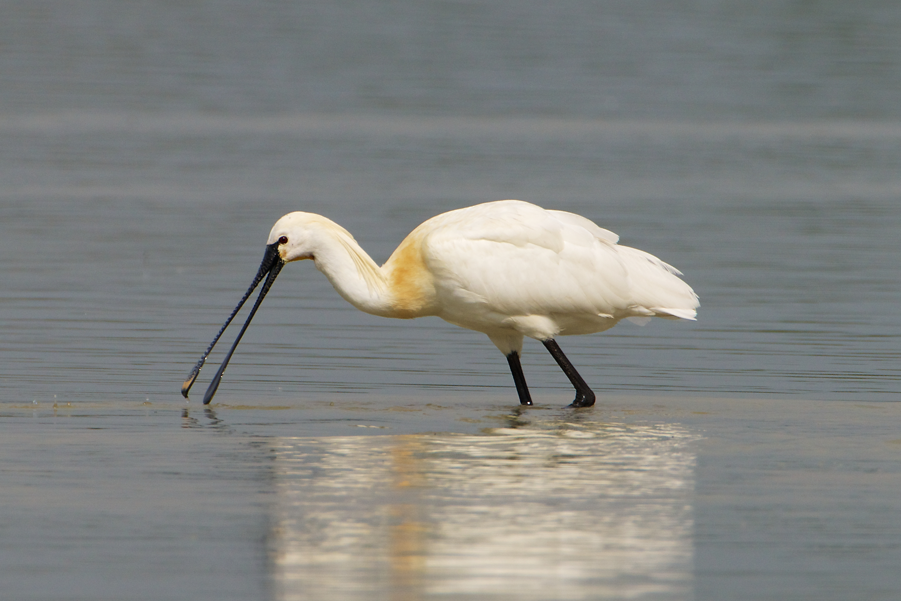 .. occasionally beak fails to hold the prey