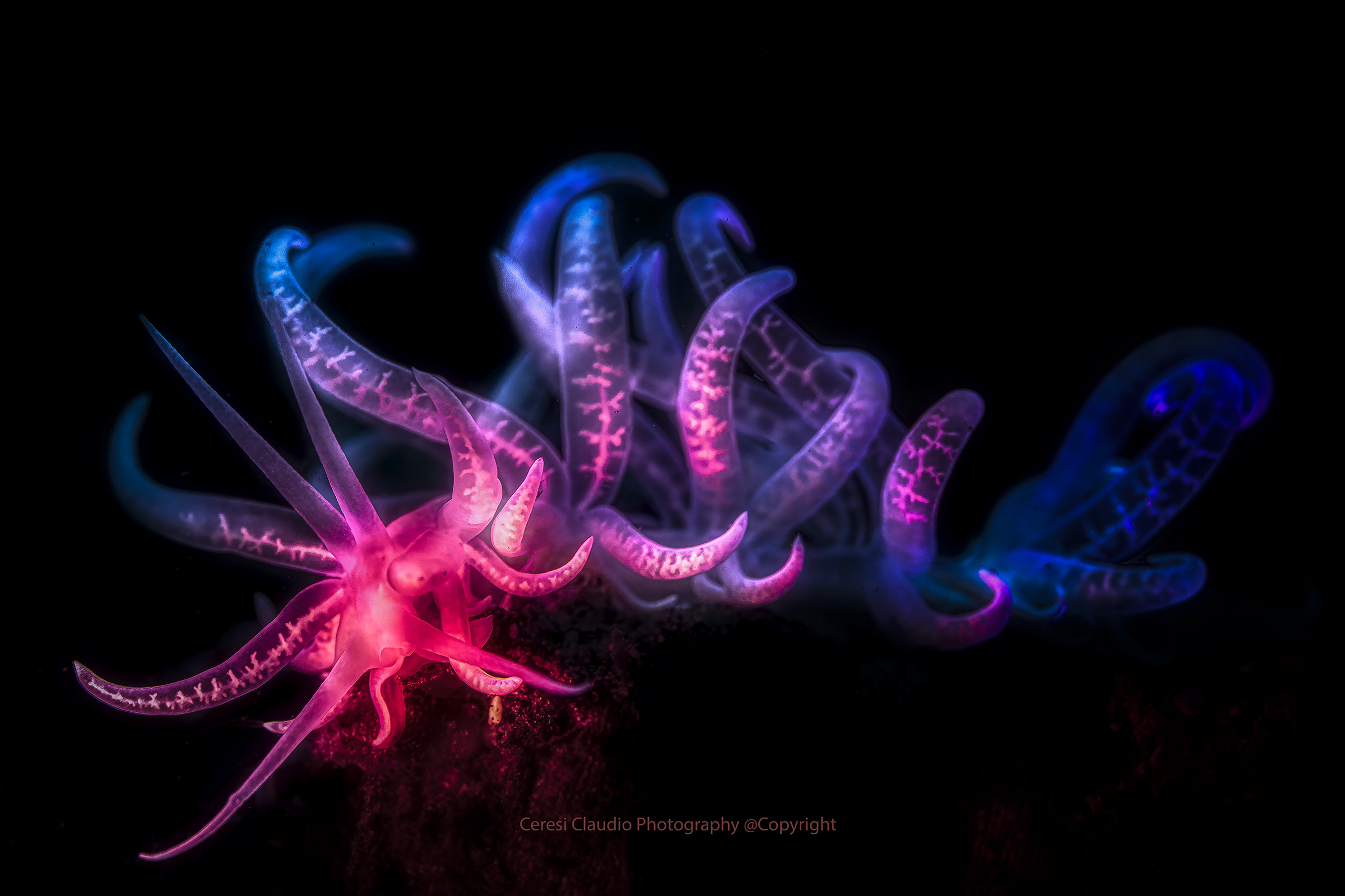 play with Snooty lights