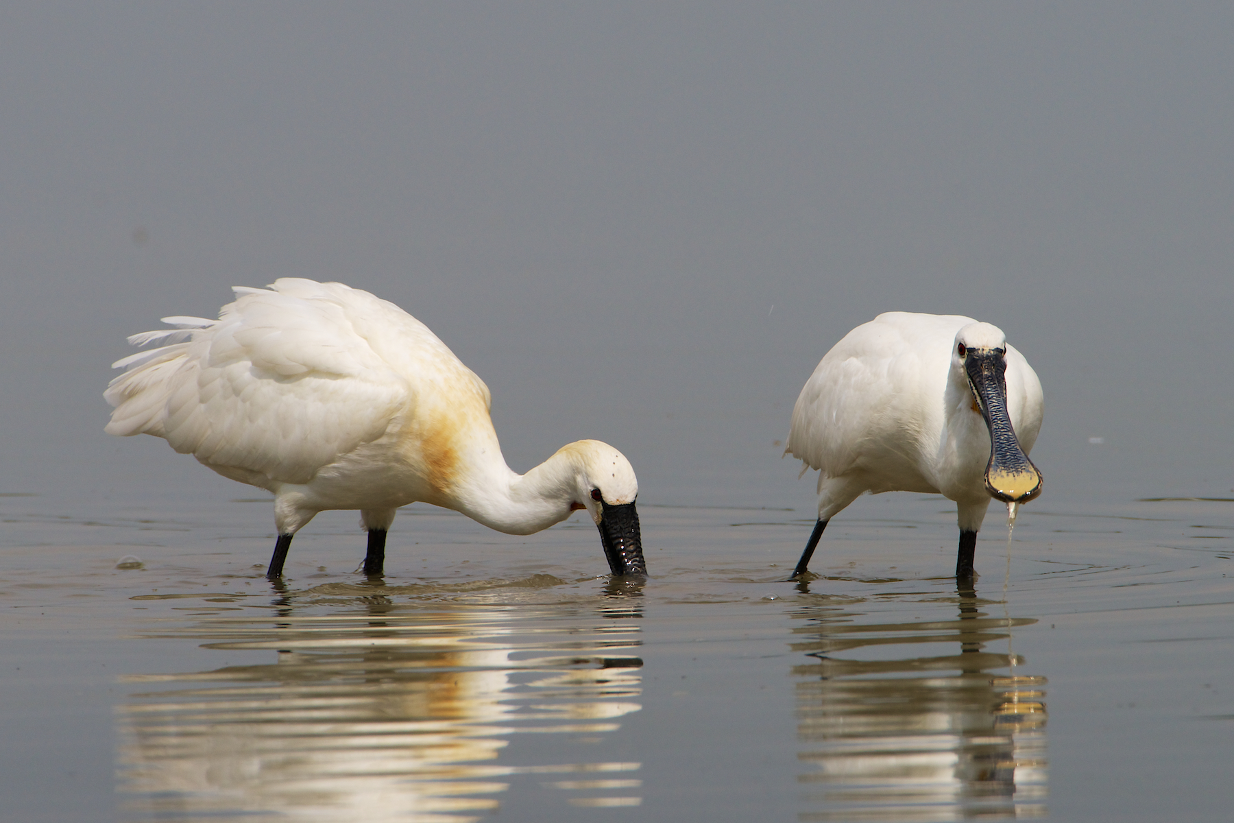 .. captured prey food insured?