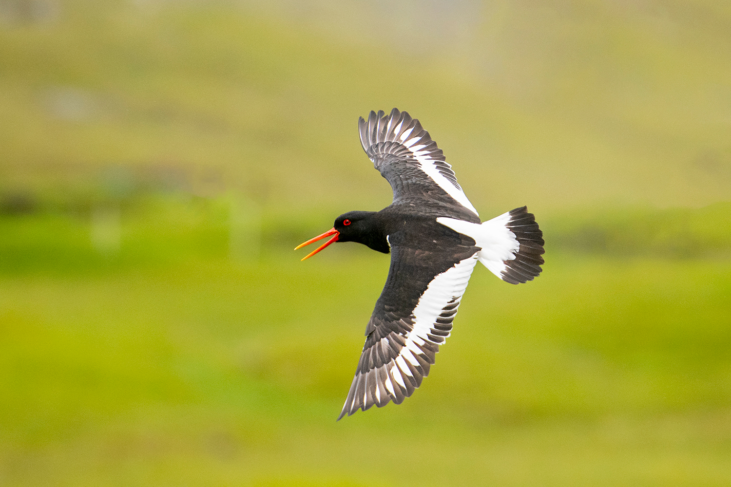 Beccaccia di Mare in volo
