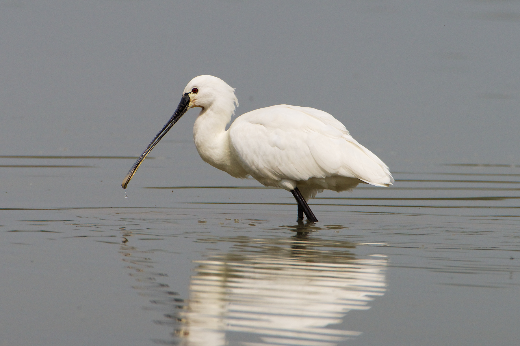 .. not always found and takes