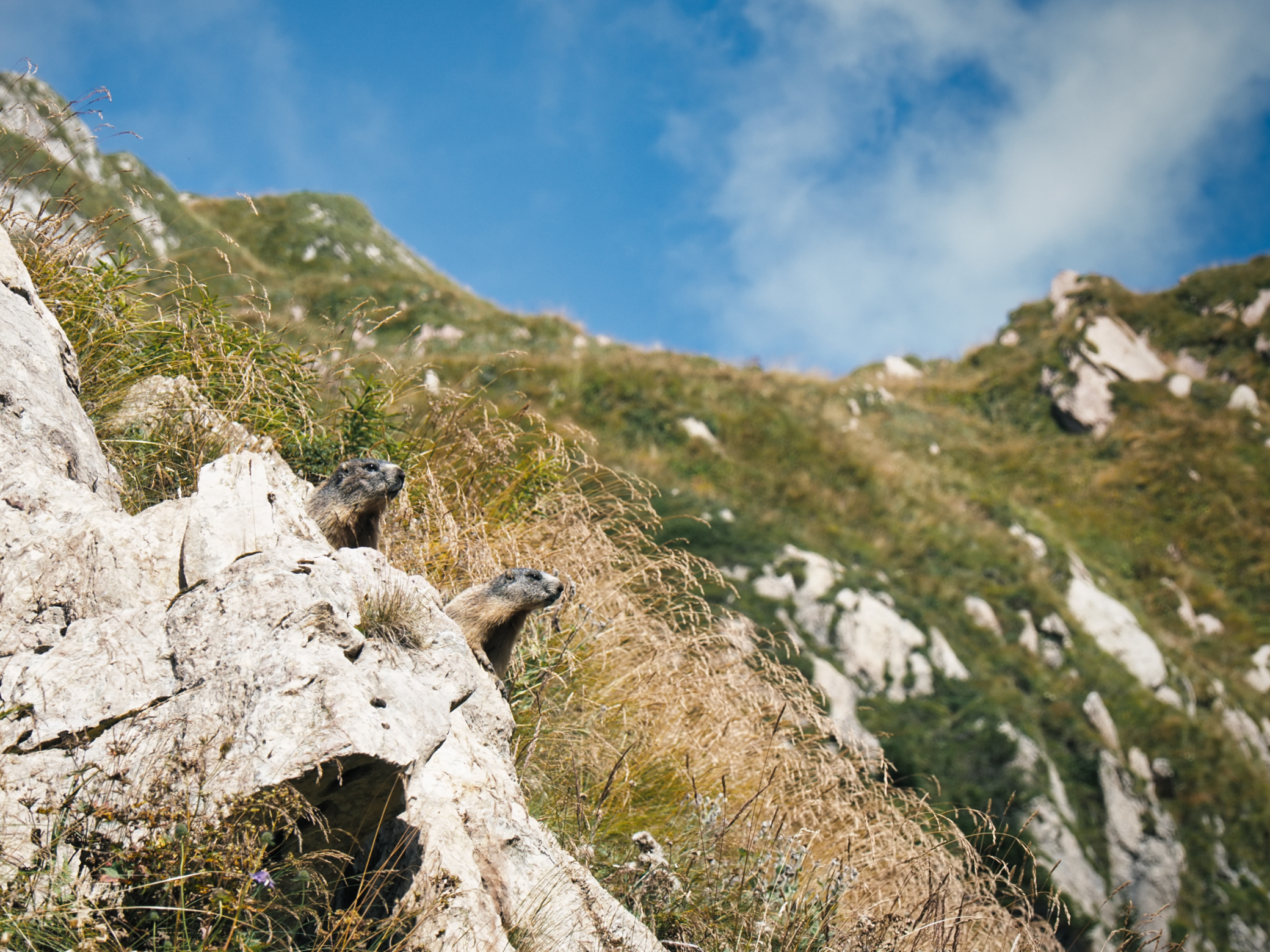 Marmot Watching - Mount Rauchkofel