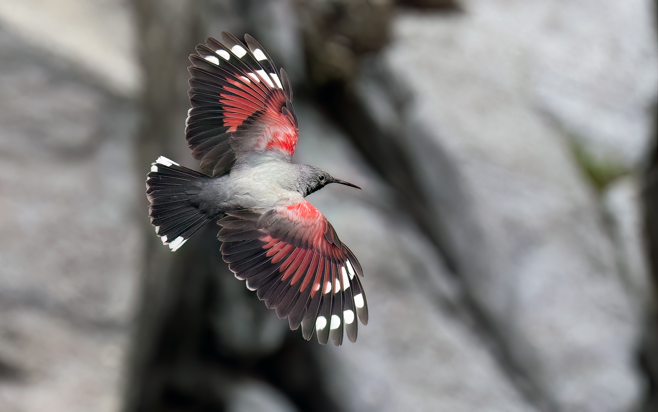 Male woodpecker in flight