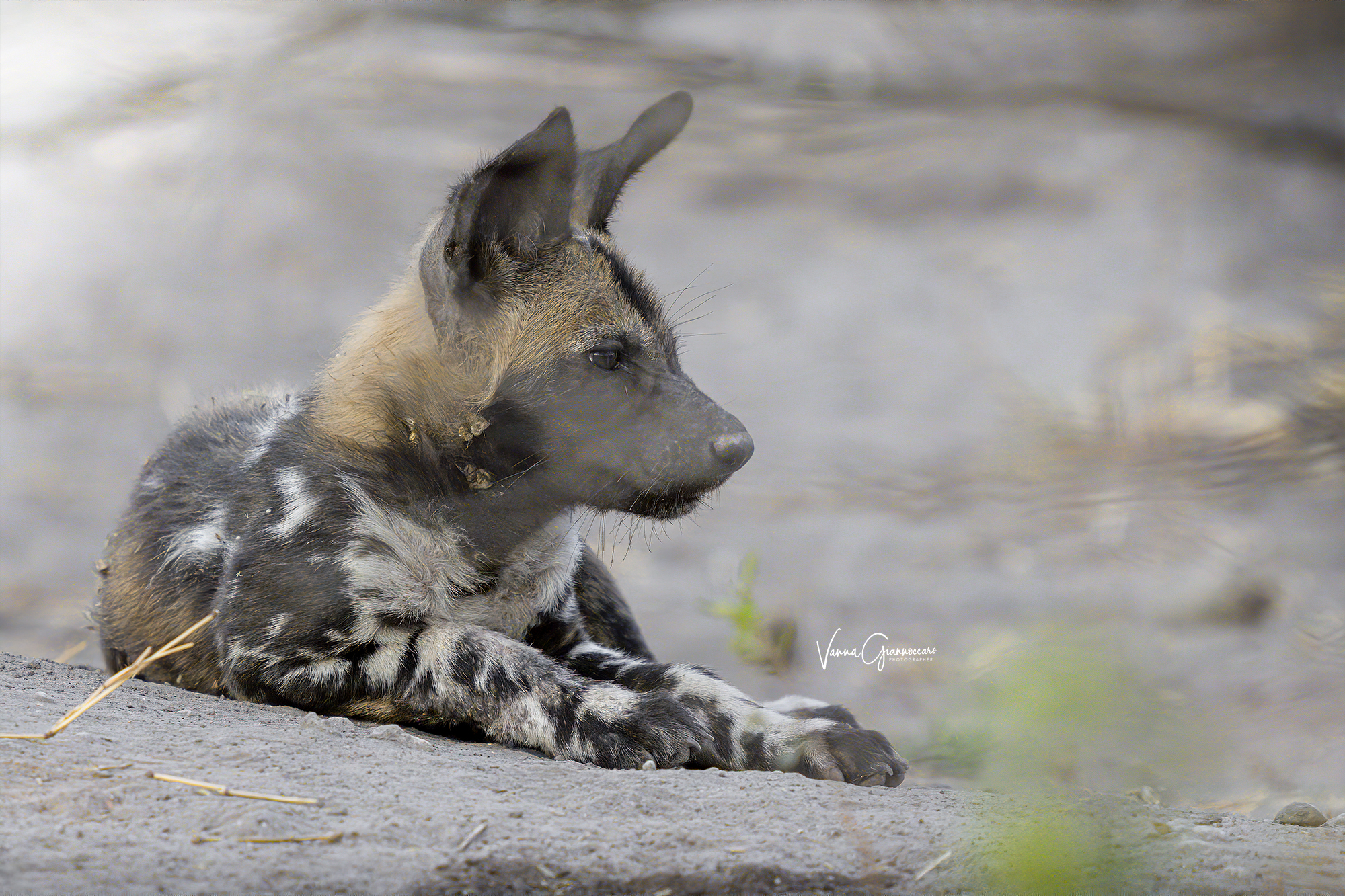 Baby Wild dog