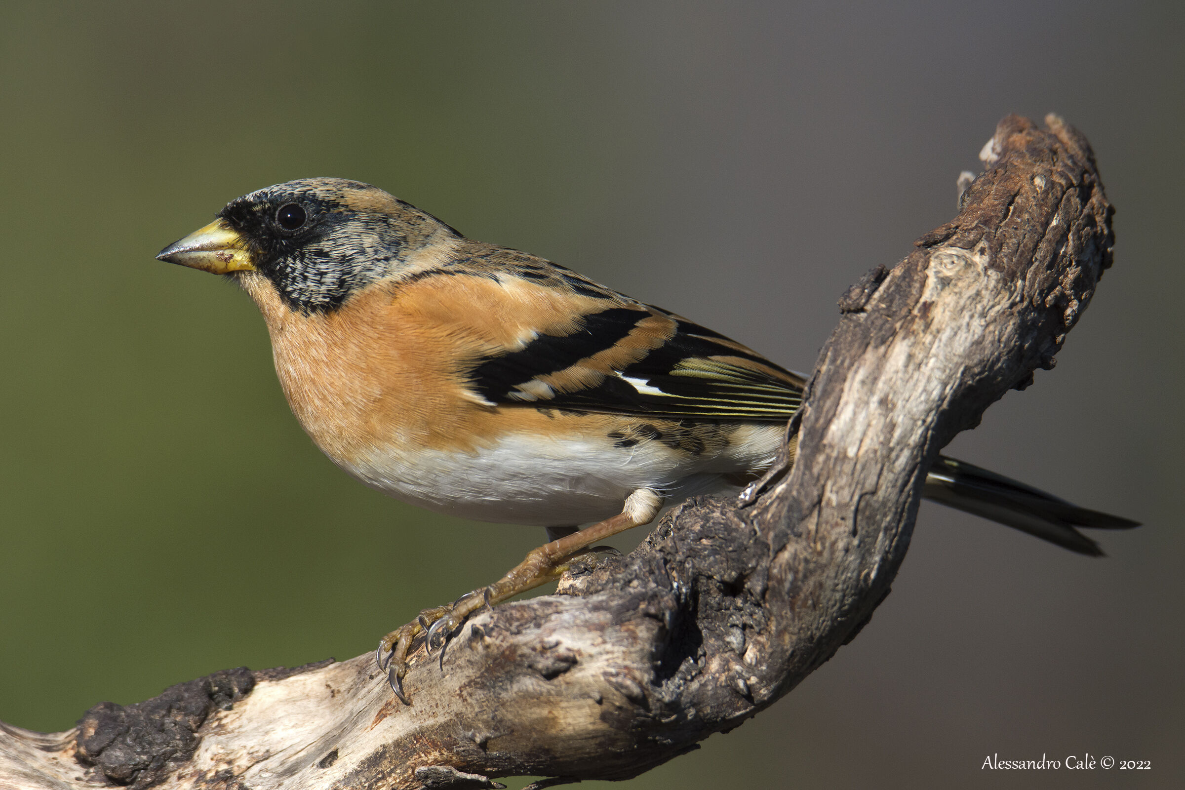 Frangilla montifringilla (Peppola) 8694