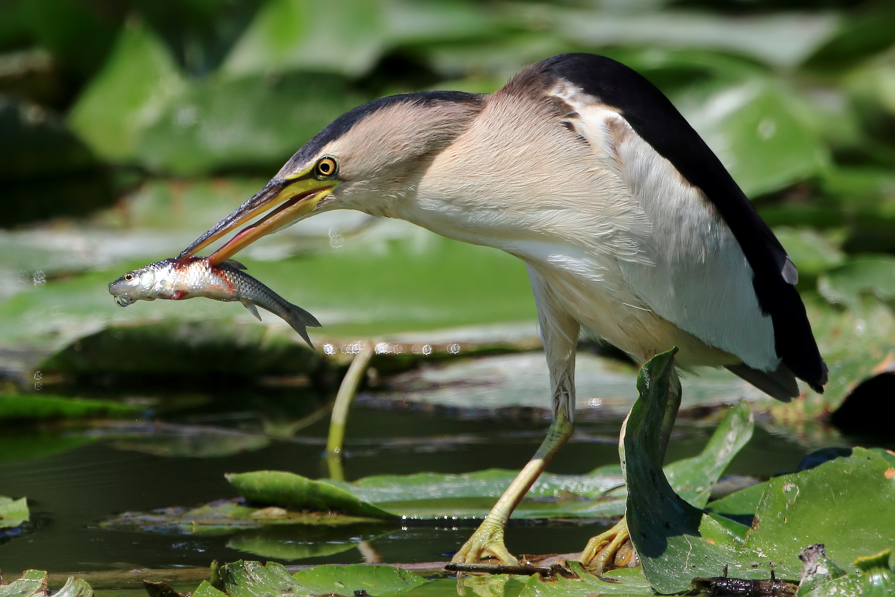 Paziente e letale...