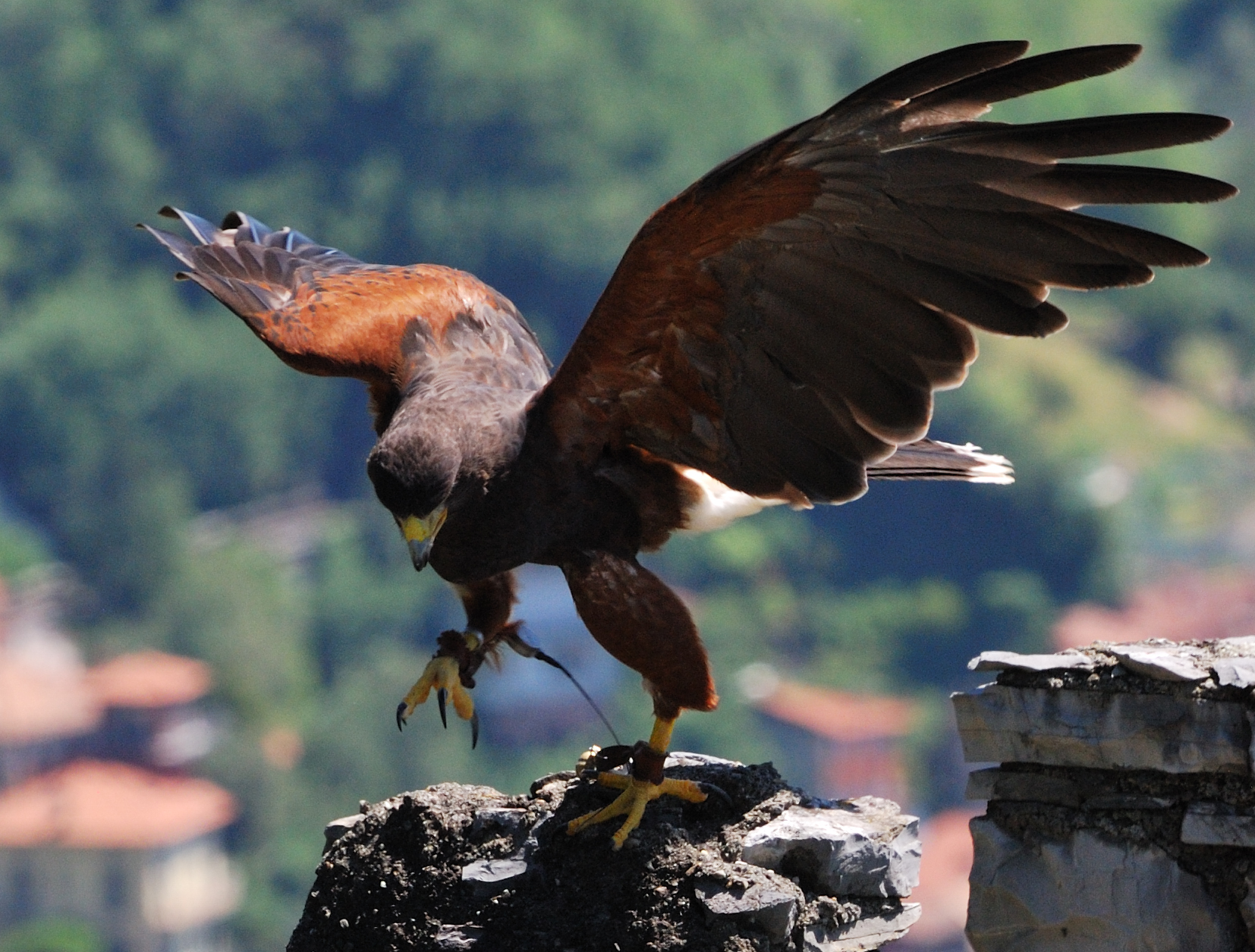 Falco - Castello di Vezio
