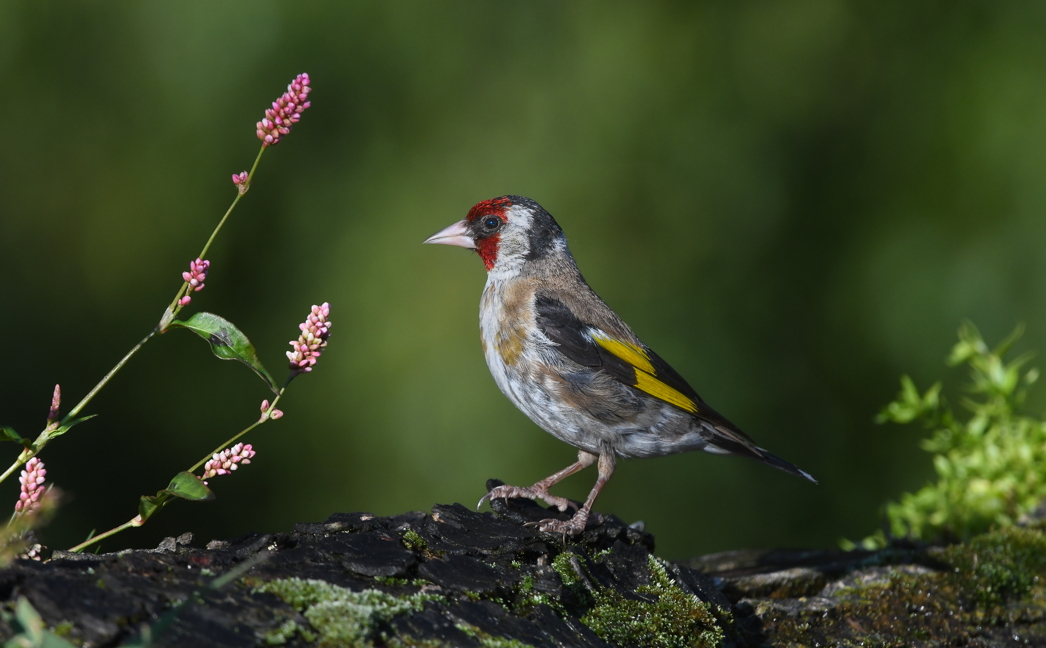 Socievole Cardellino