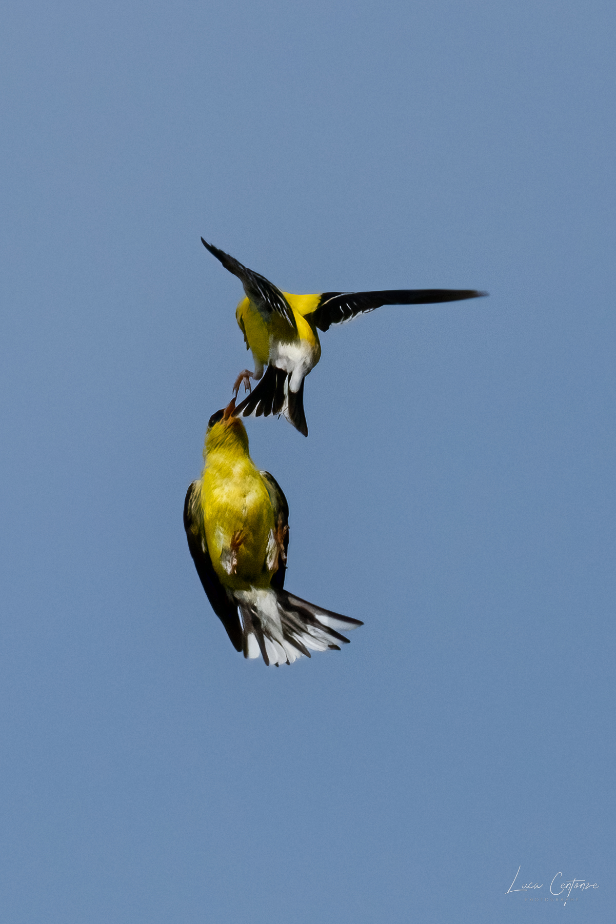 The Gold Finch Dance