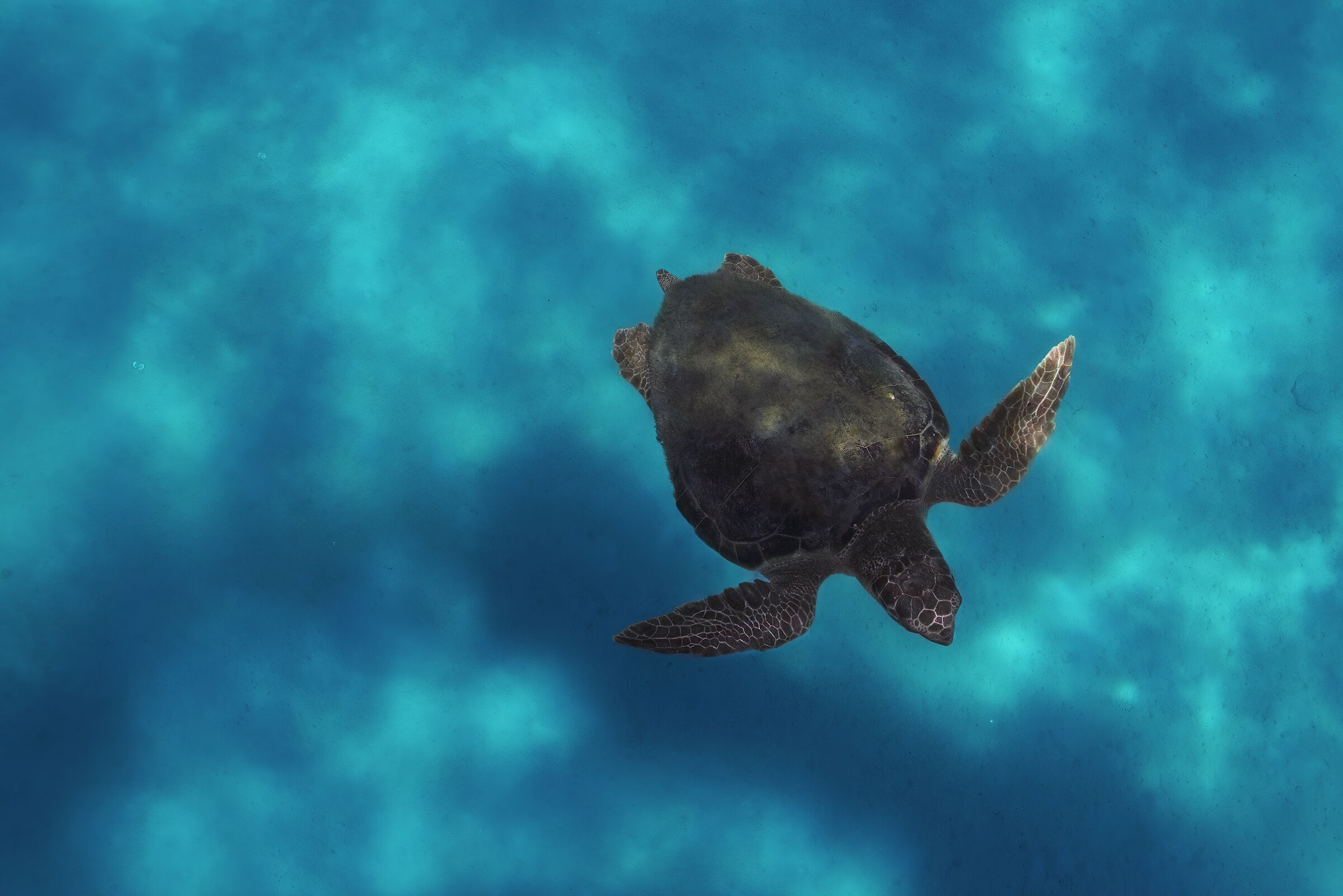 Silhouette in Cobalt