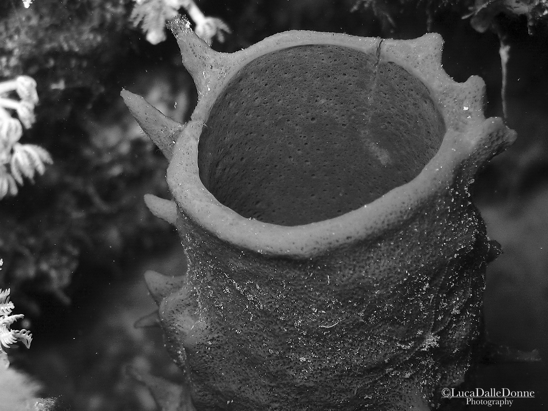 Sharm of other times 2