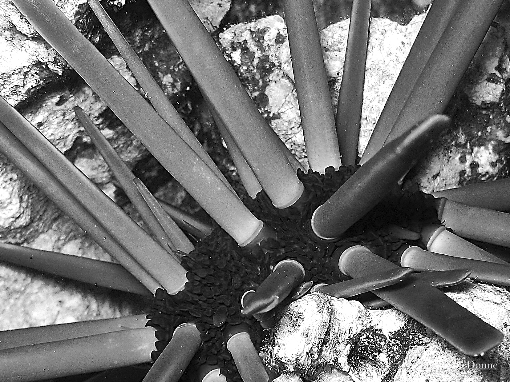 Sharm of other times 3