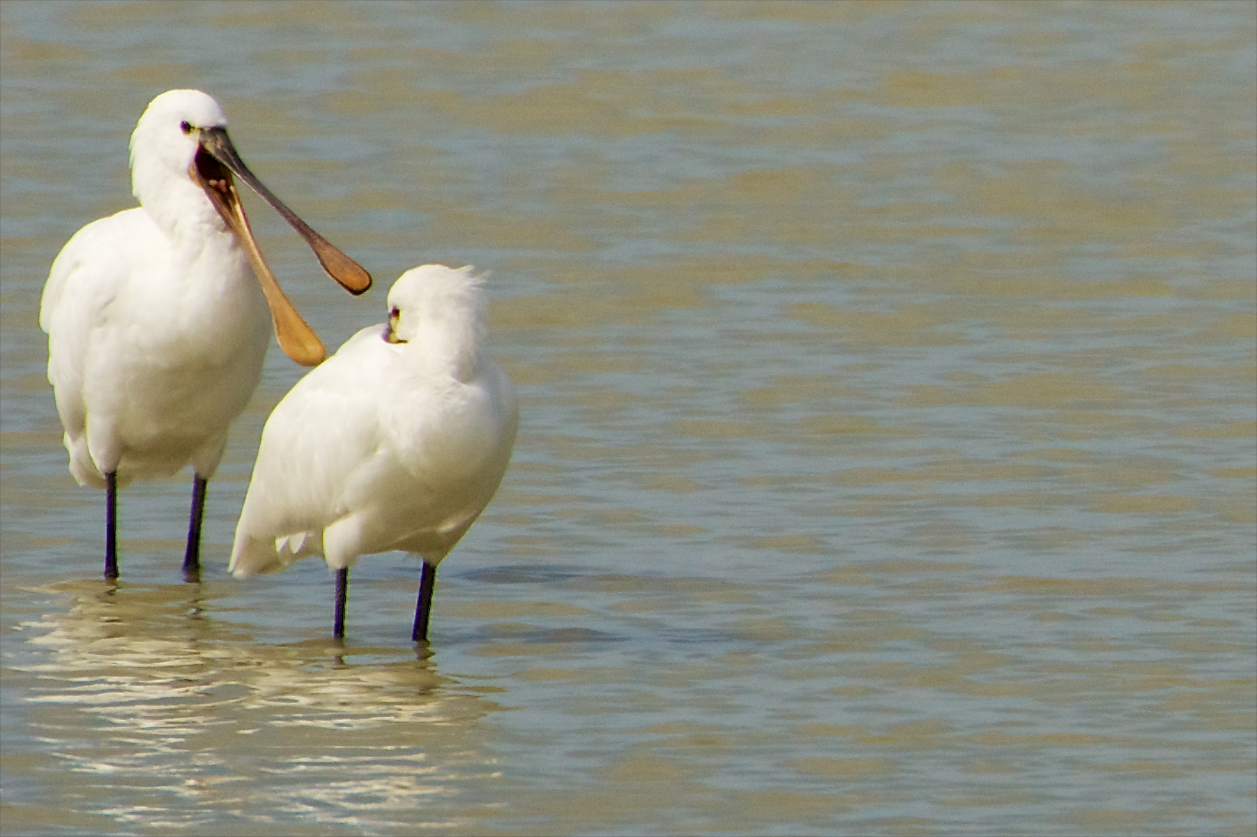 conversation or discussion or scolding?