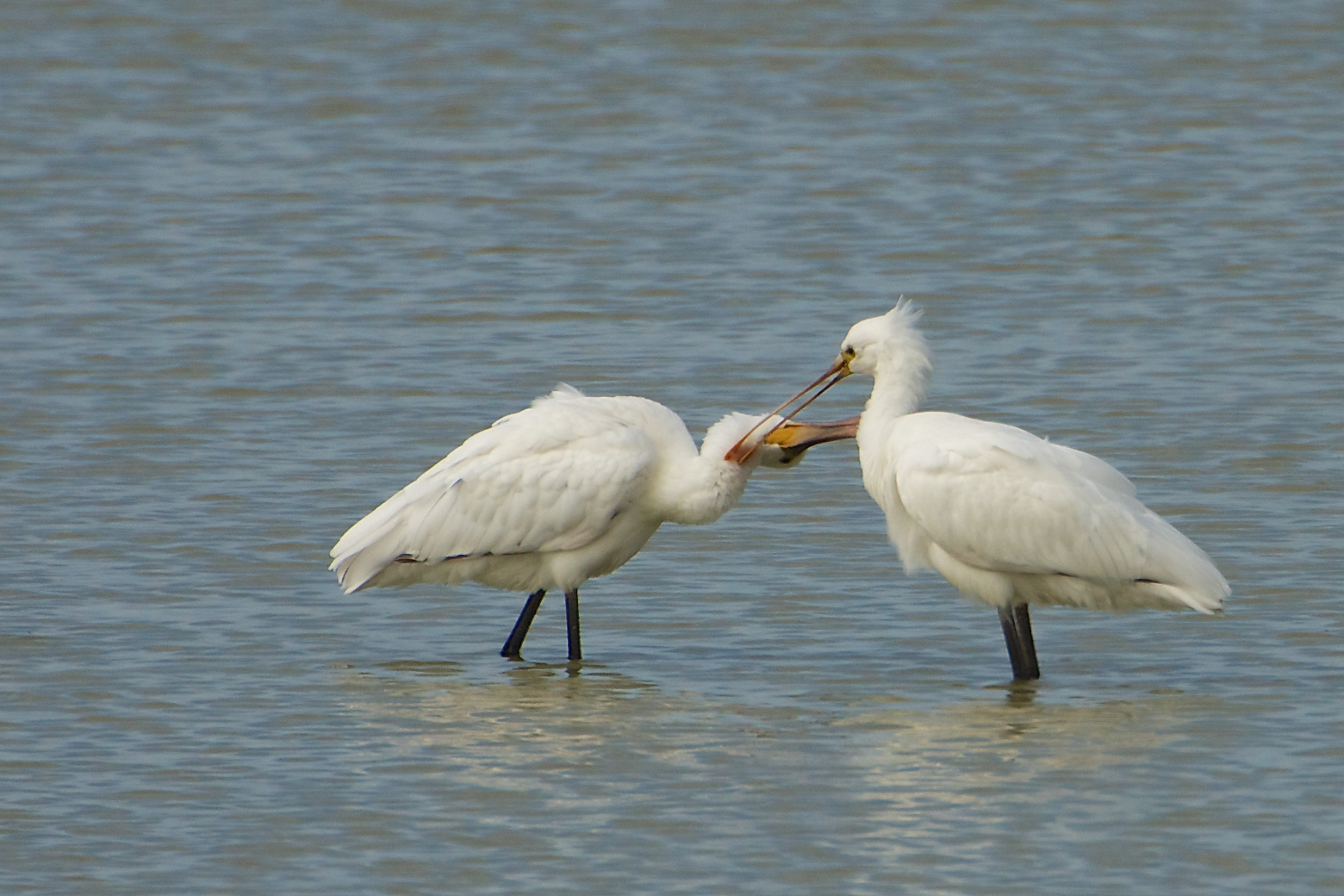 mutual exchanges please ..