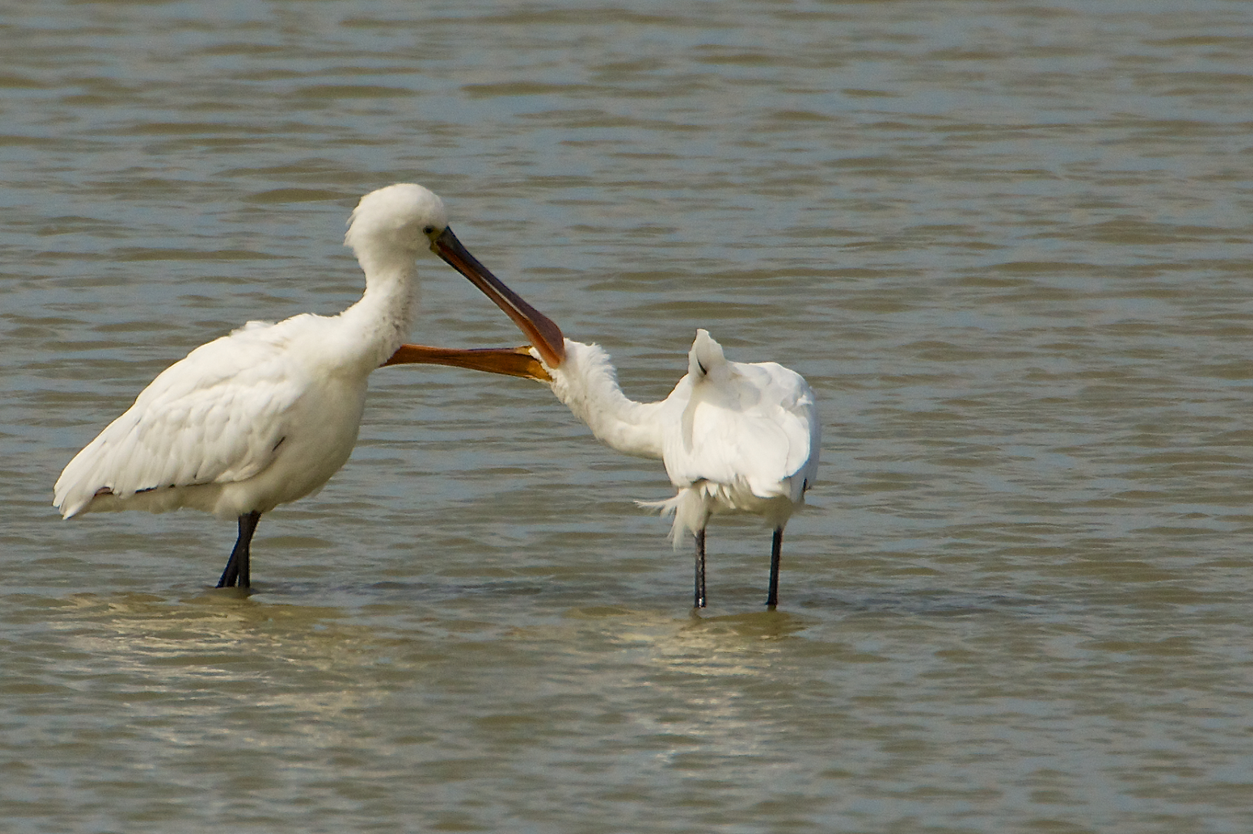 ... During the 'operation of the comforter revived