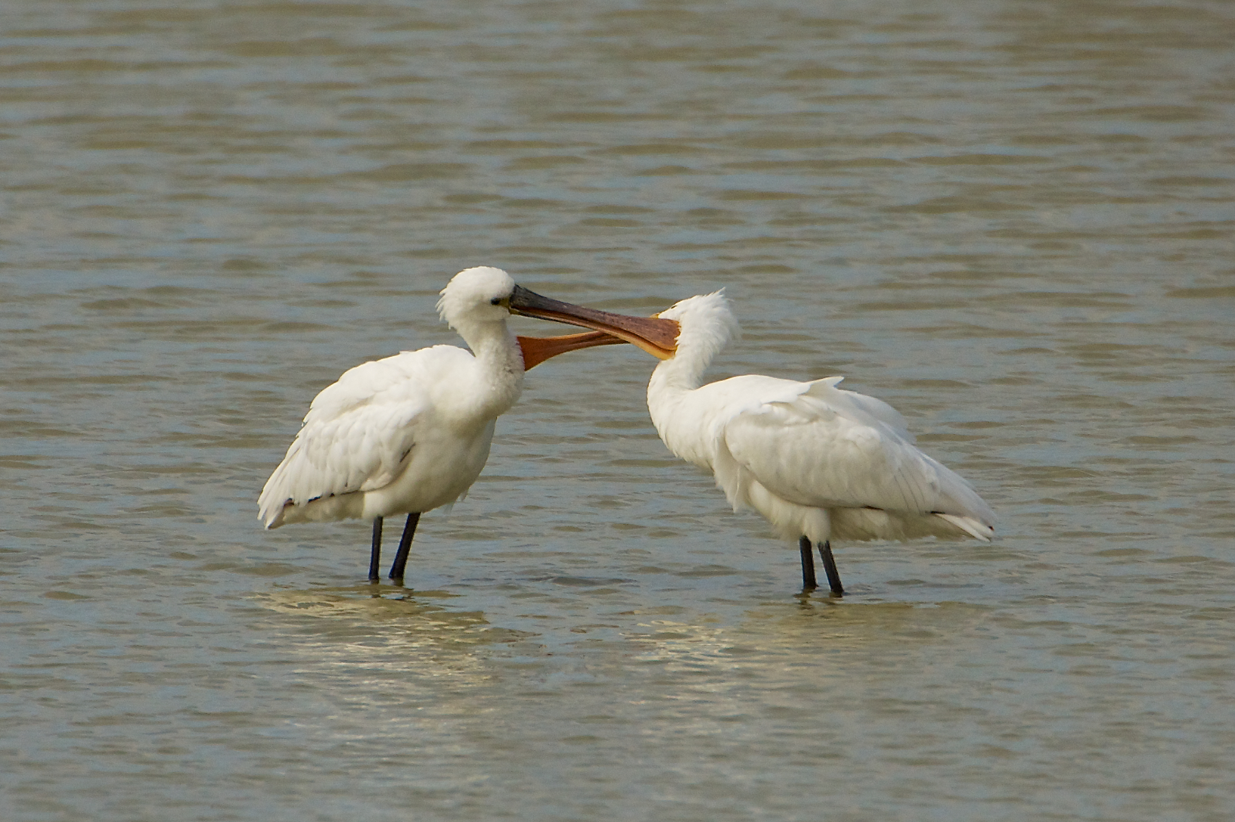 ... During the 'operation of the comforter revived