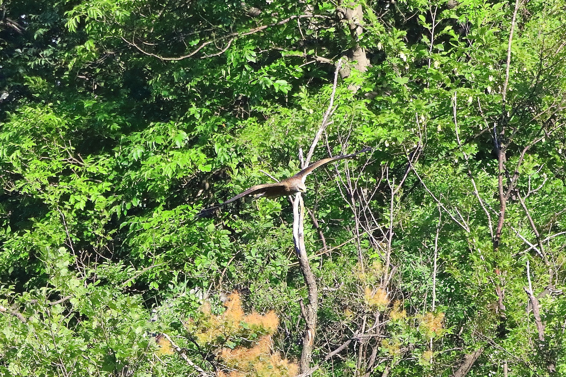 Nibbio bruno 07-06-2022