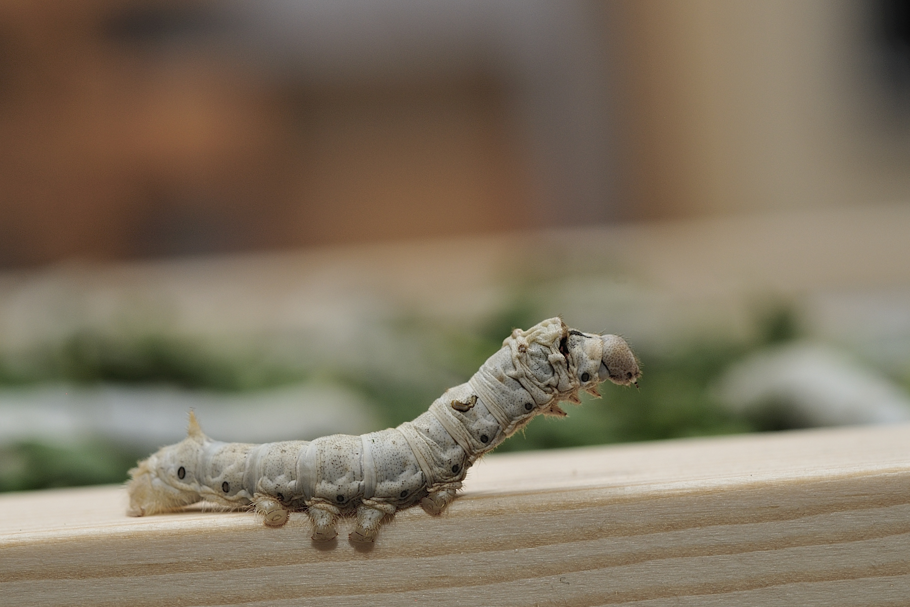 I'm going to get away with it.... (Bombyx mori)