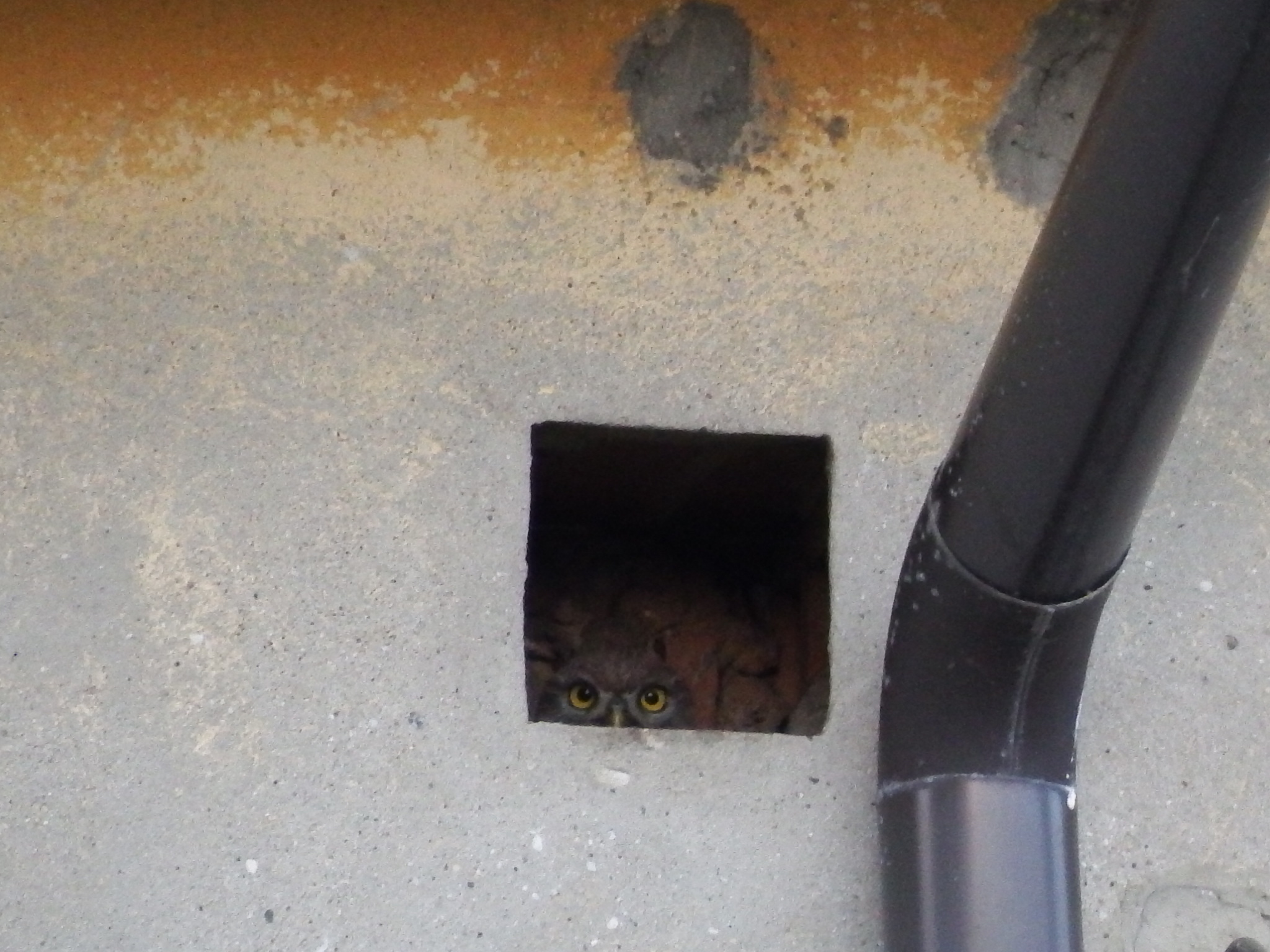 A me gli occhi, please