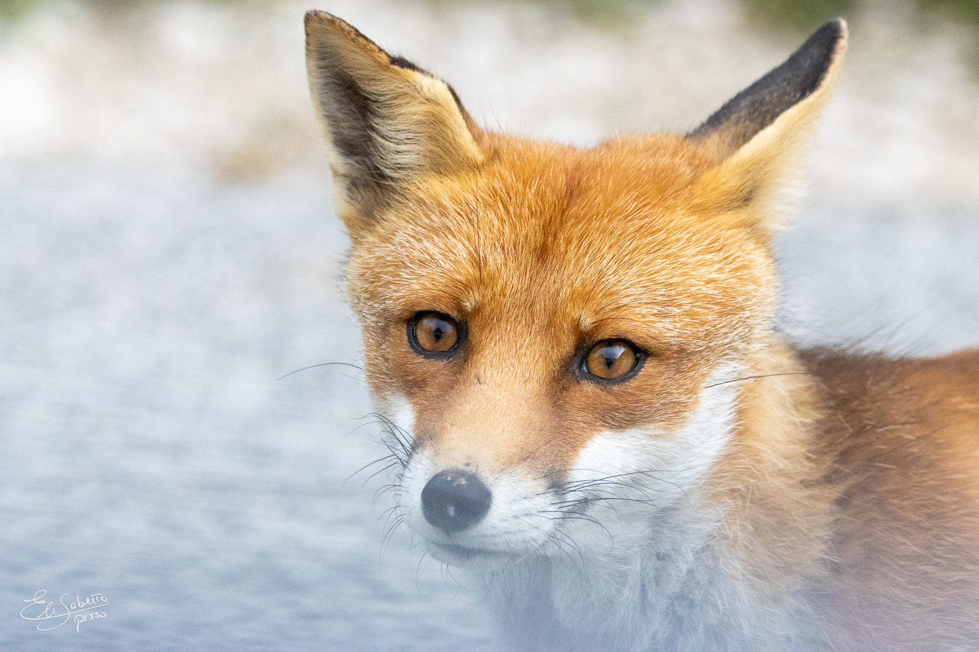 The fox's gaze