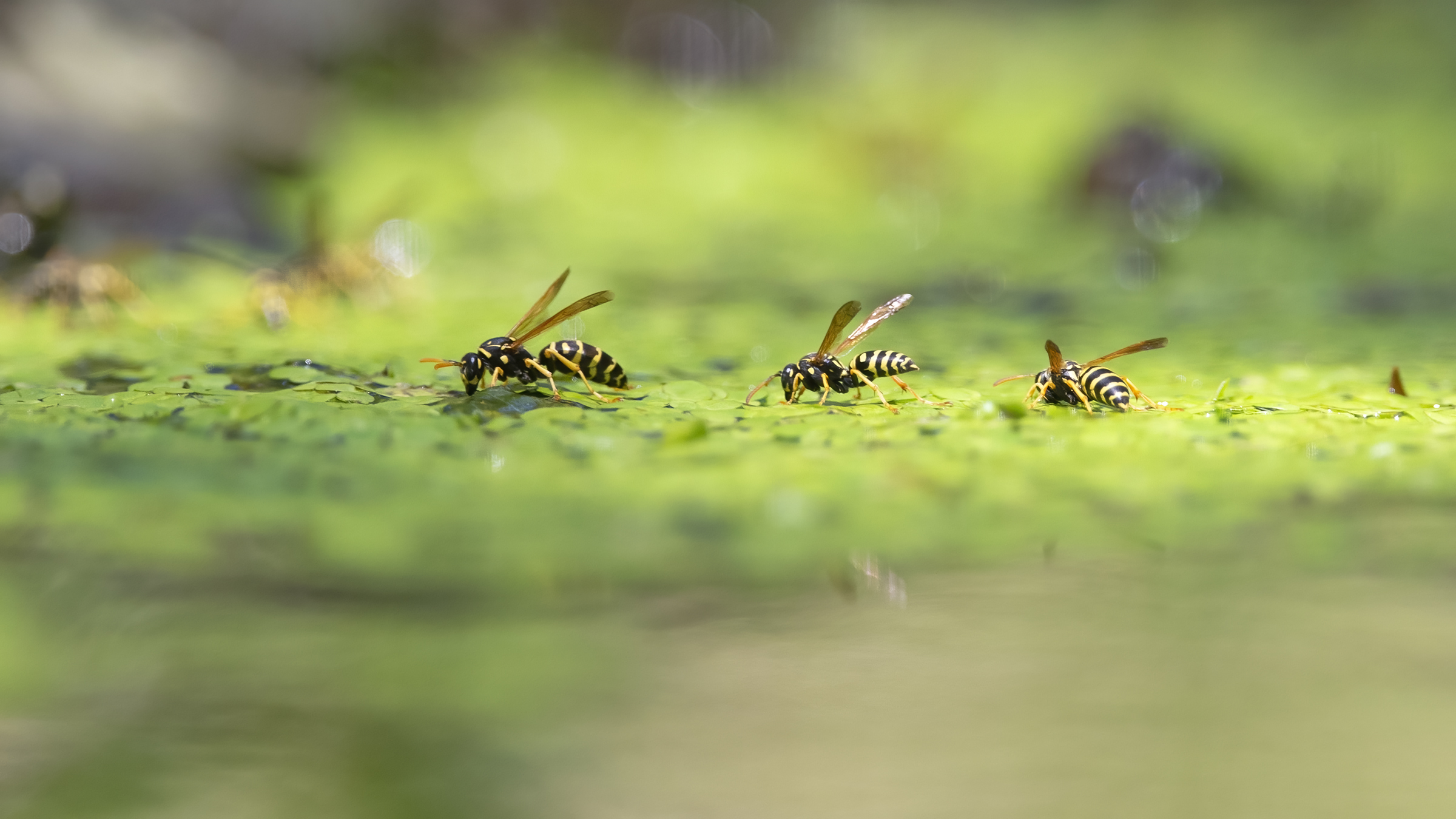 Vespe in abbeverata