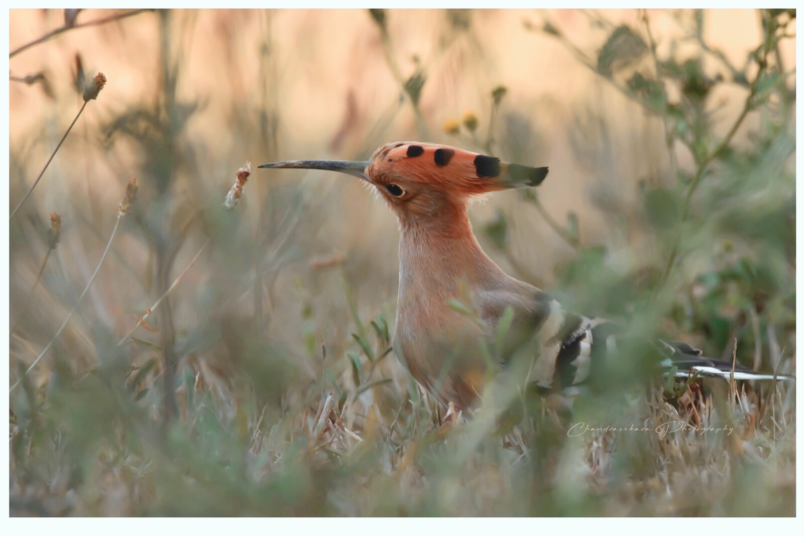 Hoopoe