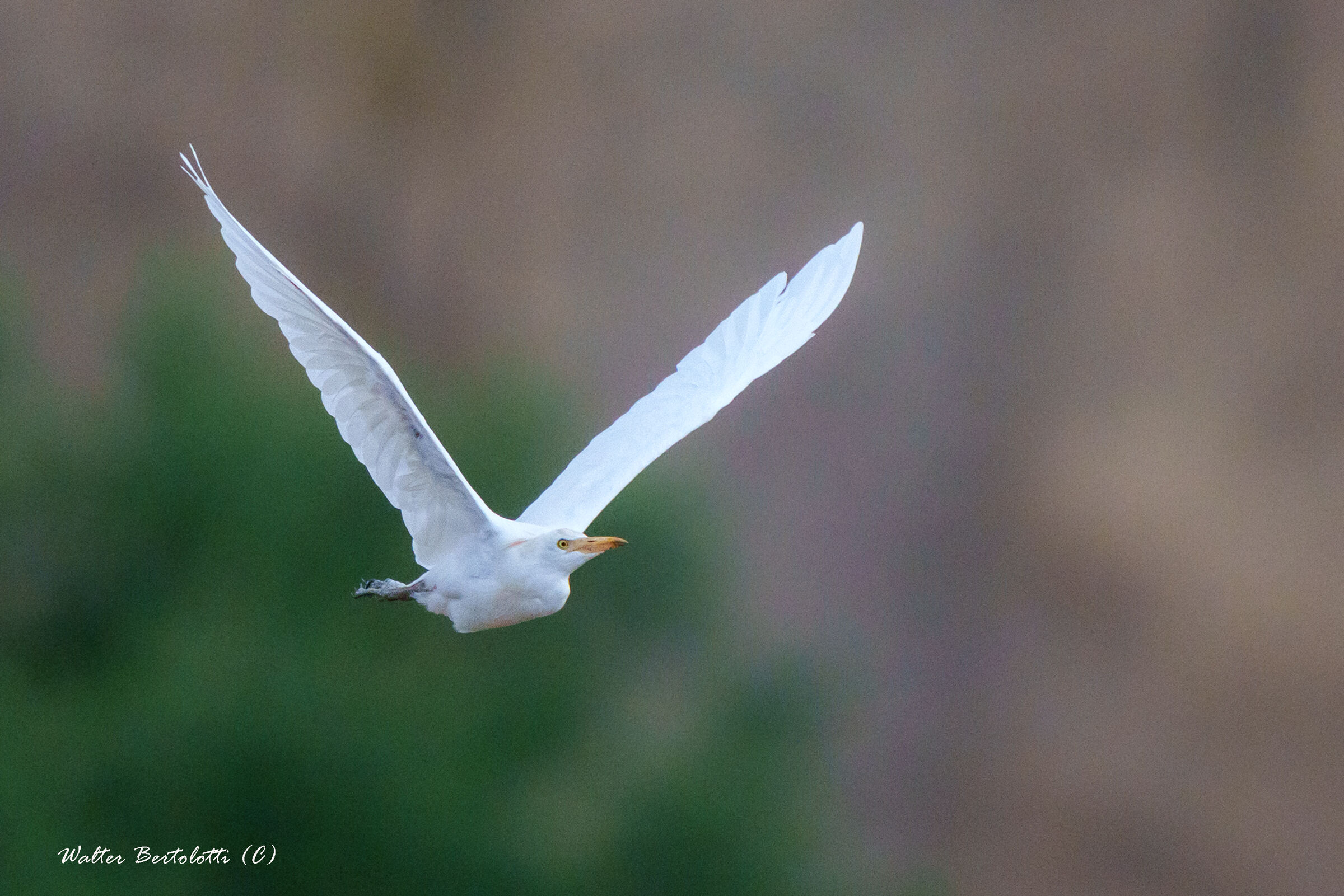 white front