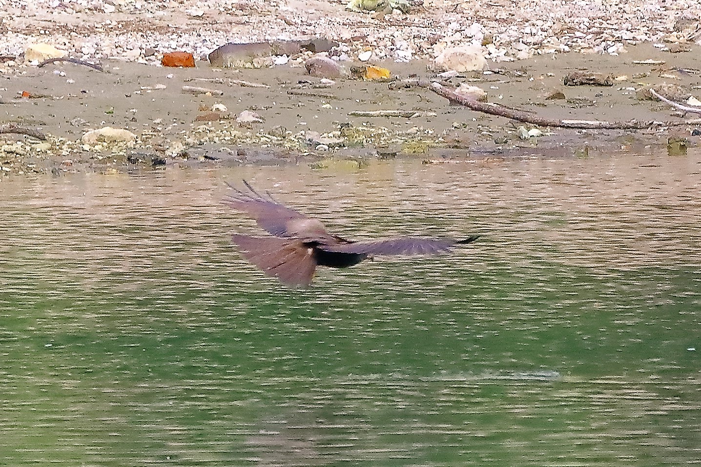 Nibbio bruno 17-06-2022