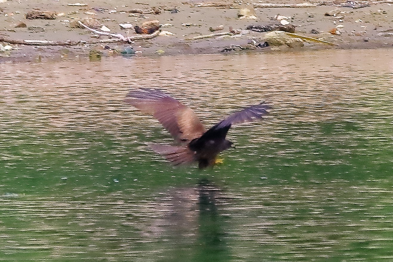 Nibbio bruno 17-06-2022