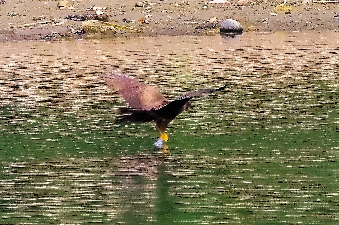 Nibbio bruno 17-06-2022