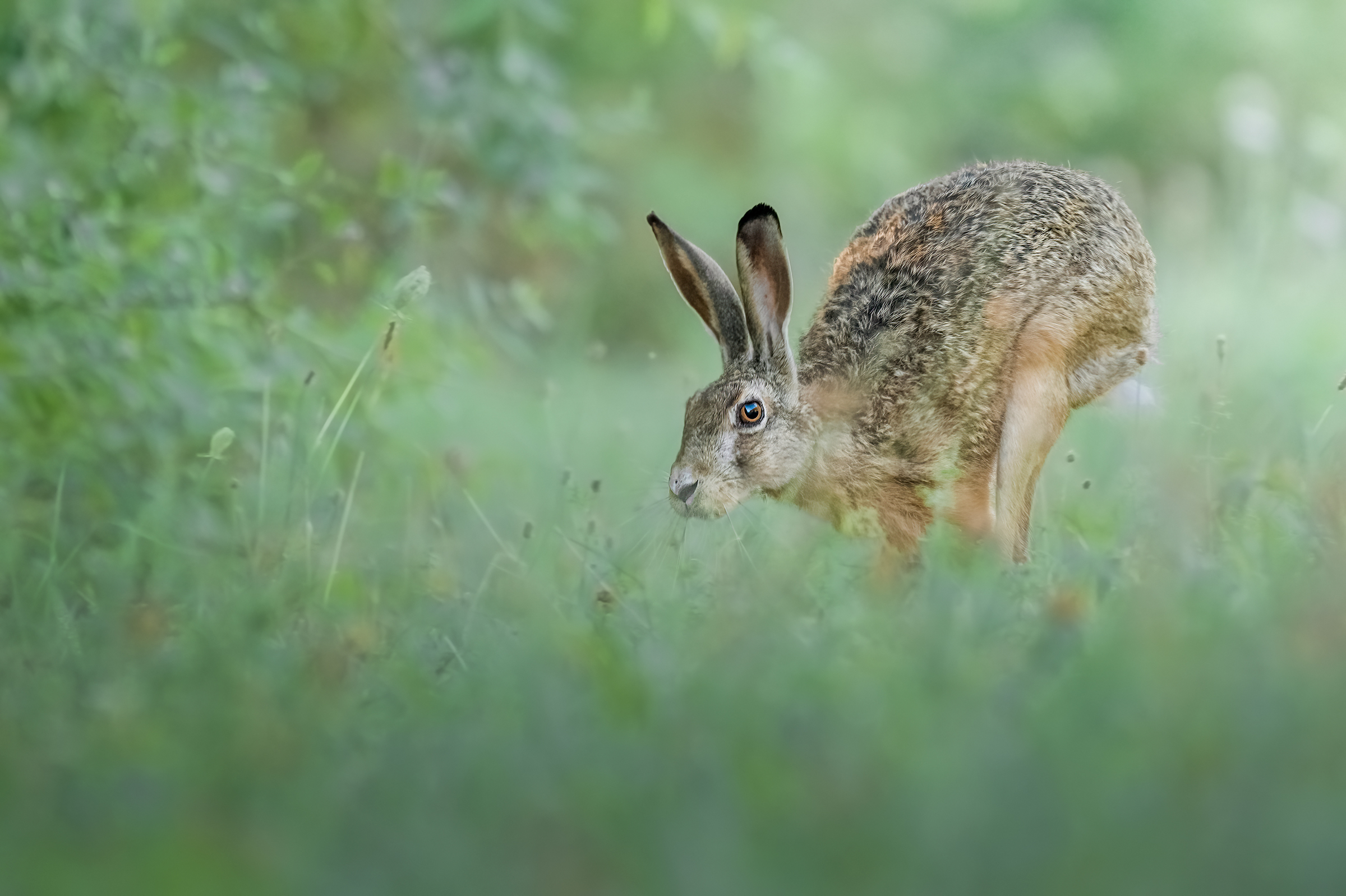 Hare
