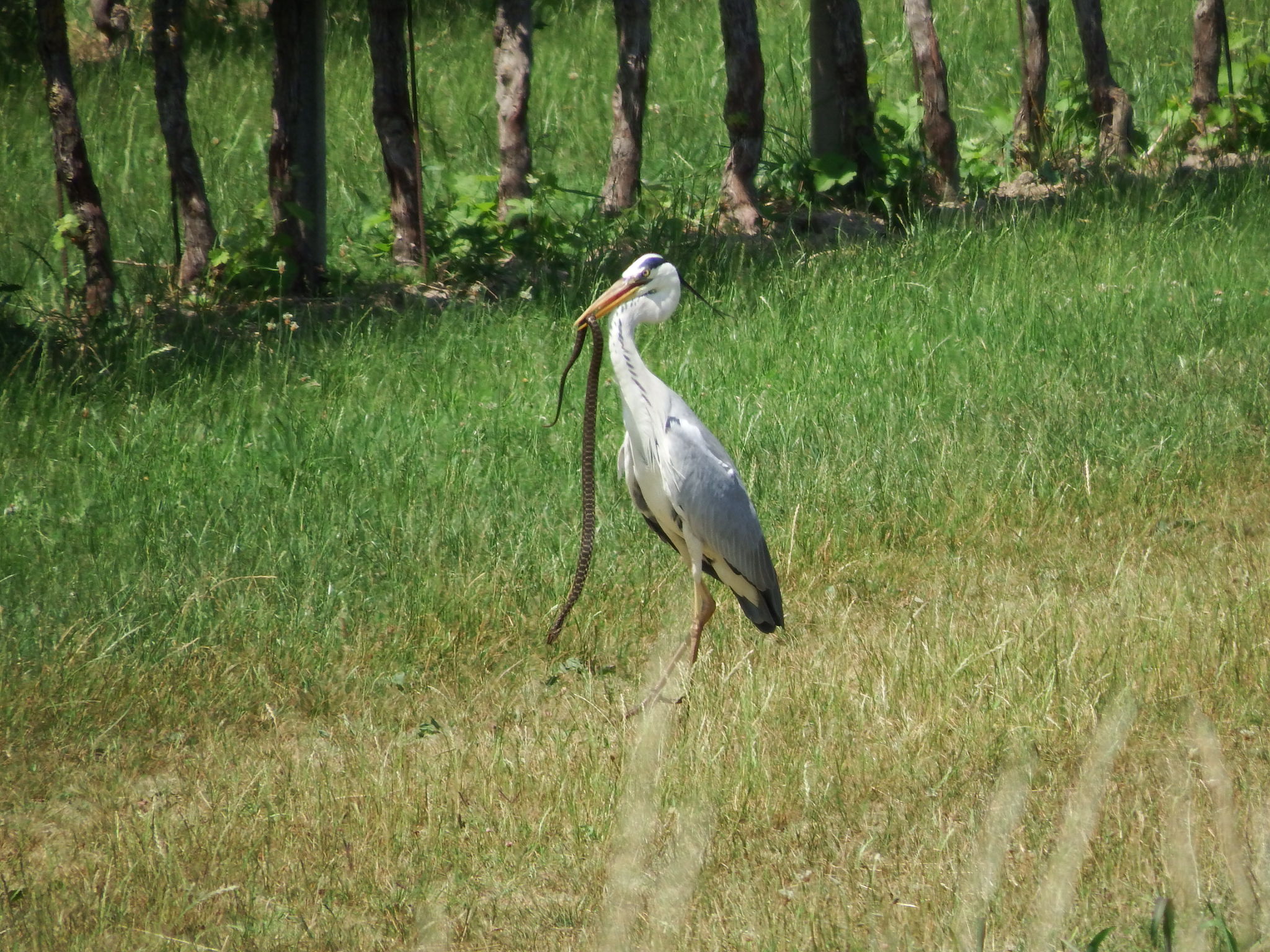 Airone grigio con preda